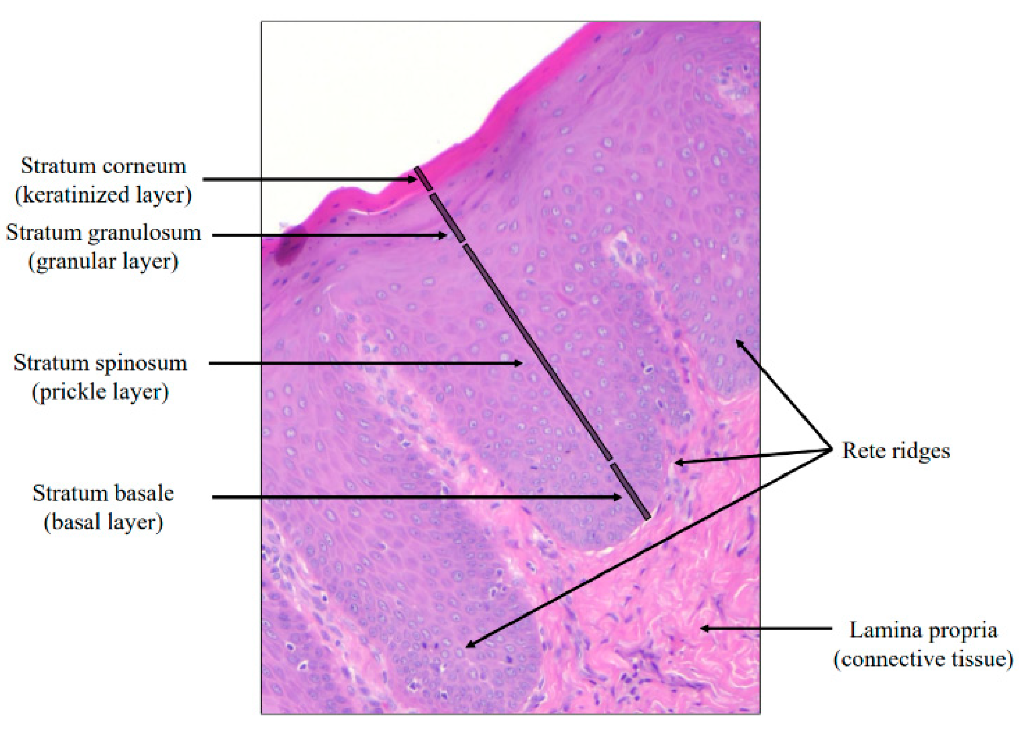 Bioengineering 12 00216 g001
