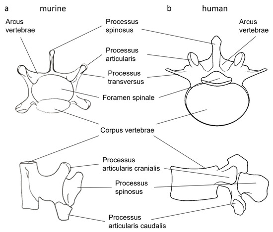 Bioengineering 12 00273 g001