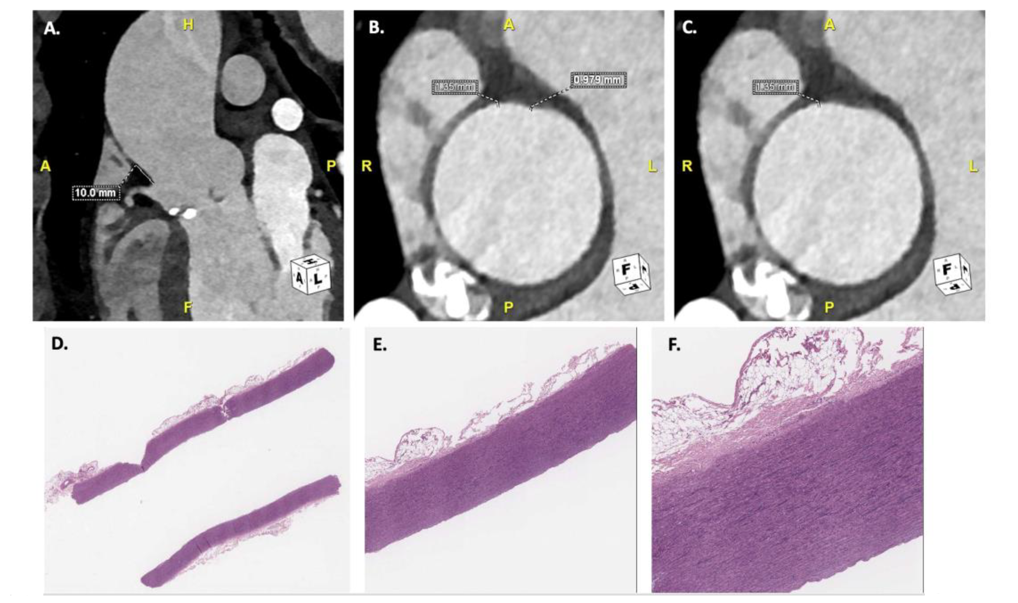Bioengineering 12 00306 g001