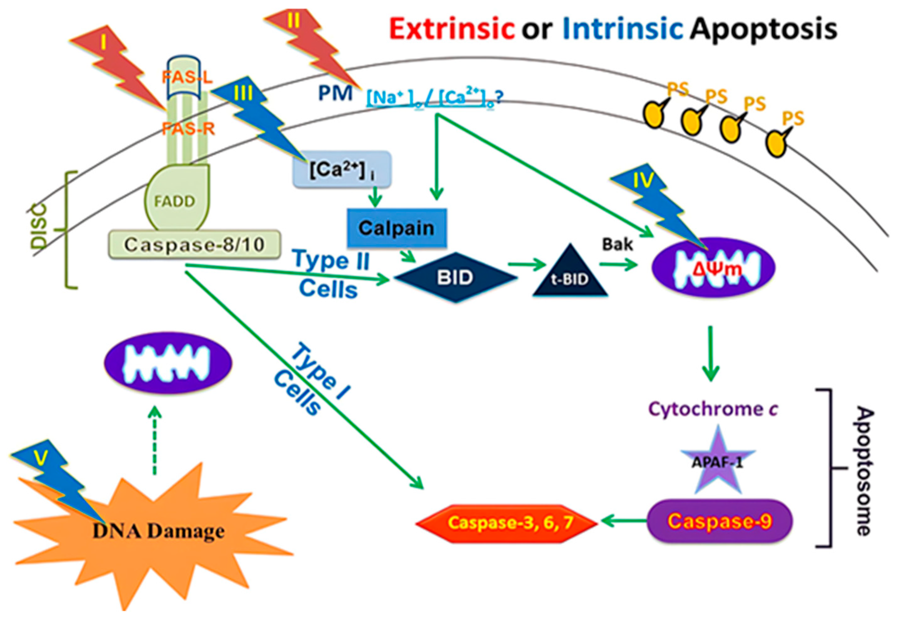 Bioengineering 12 00341 g001
