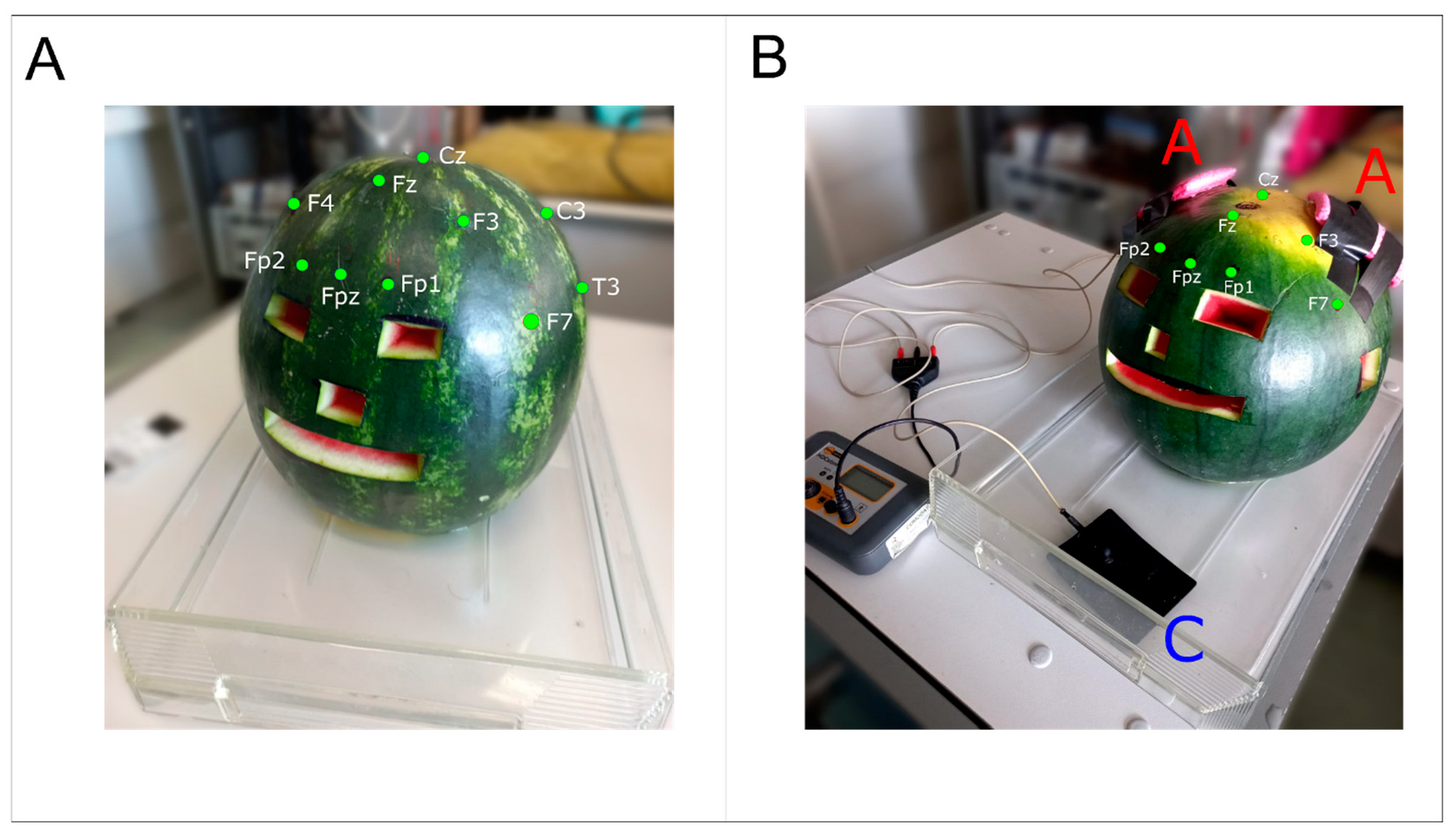 Bioengineering 12 00346 g001