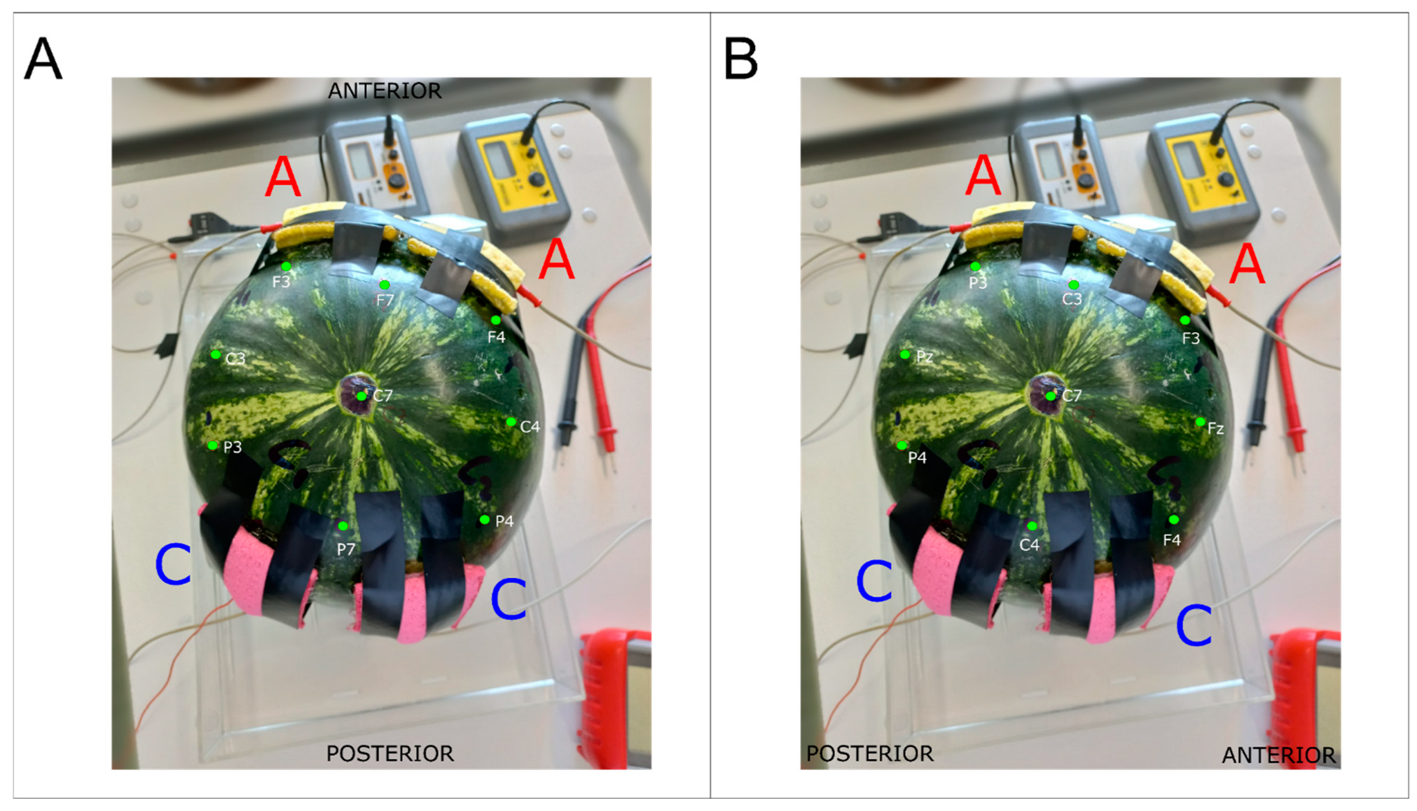 Bioengineering 12 00346 g003