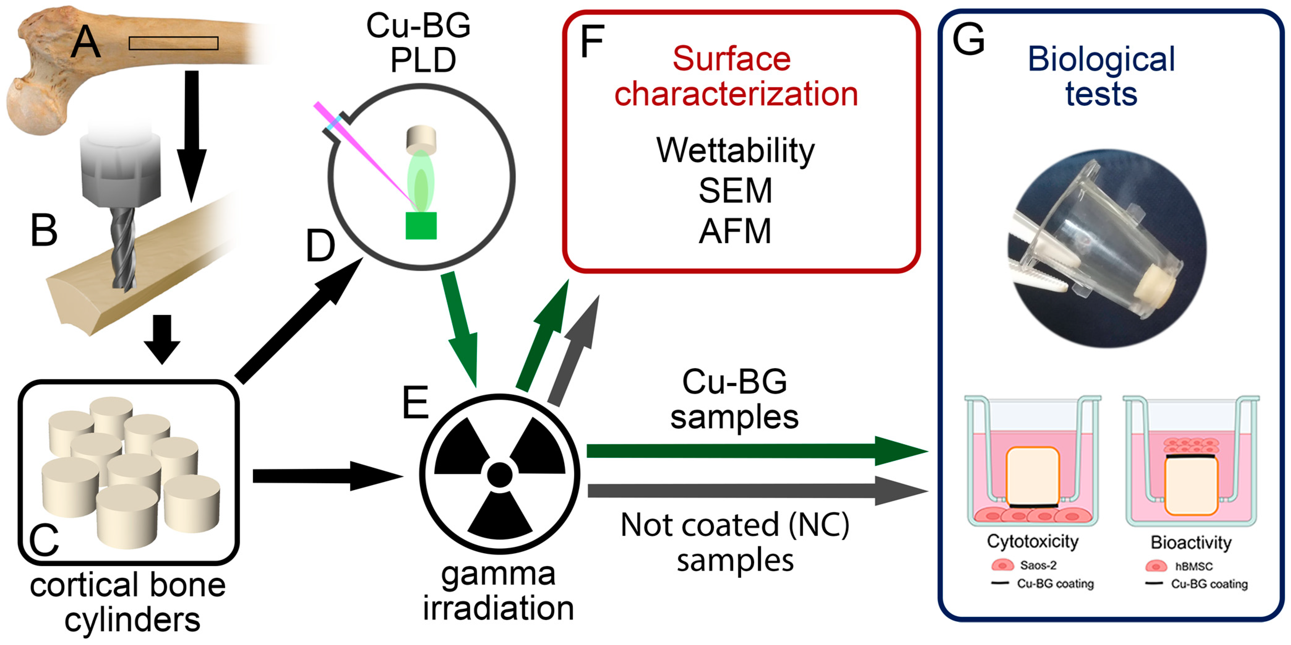 Bioengineering 12 00354 g001