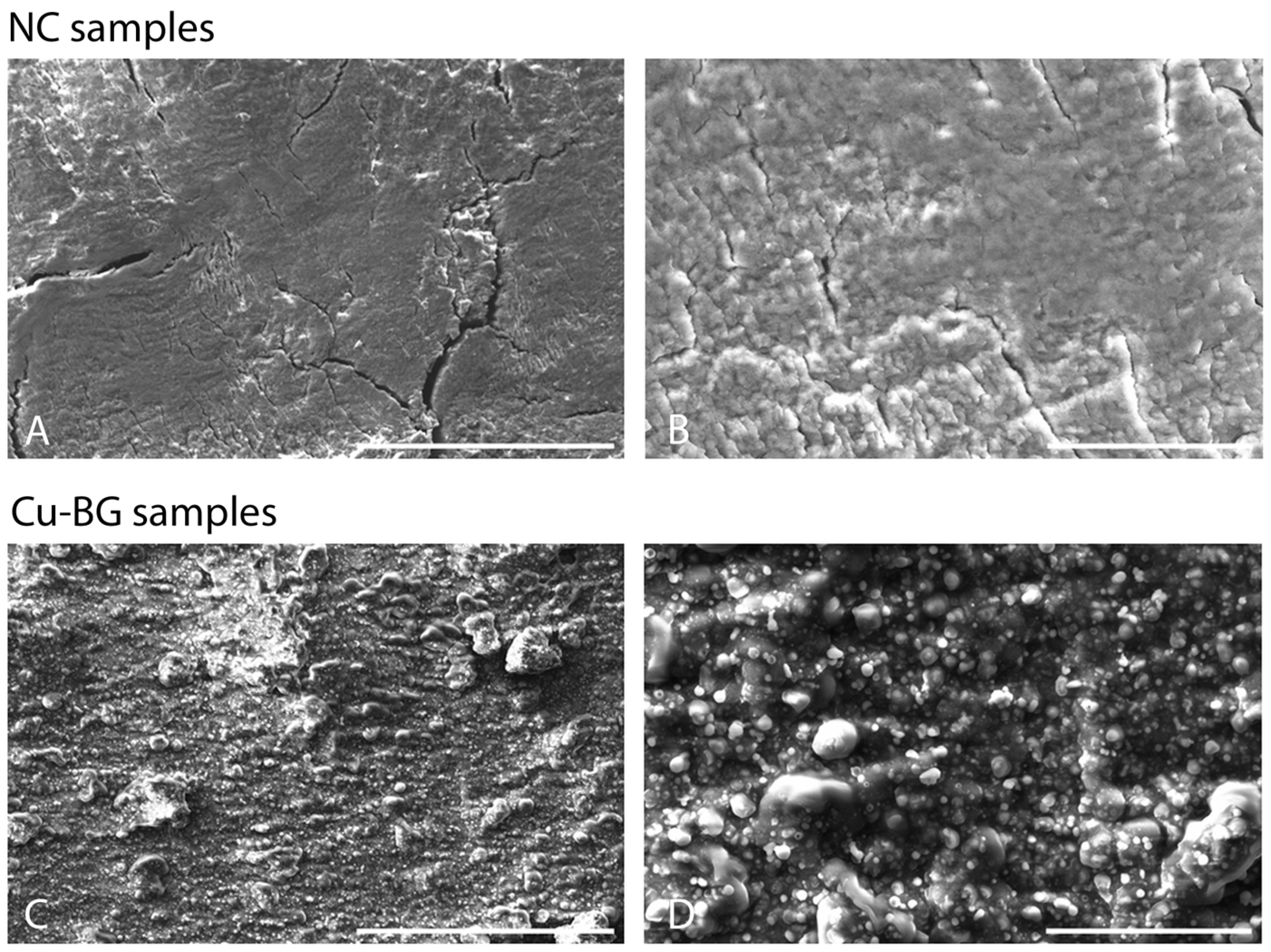 Bioengineering 12 00354 g003