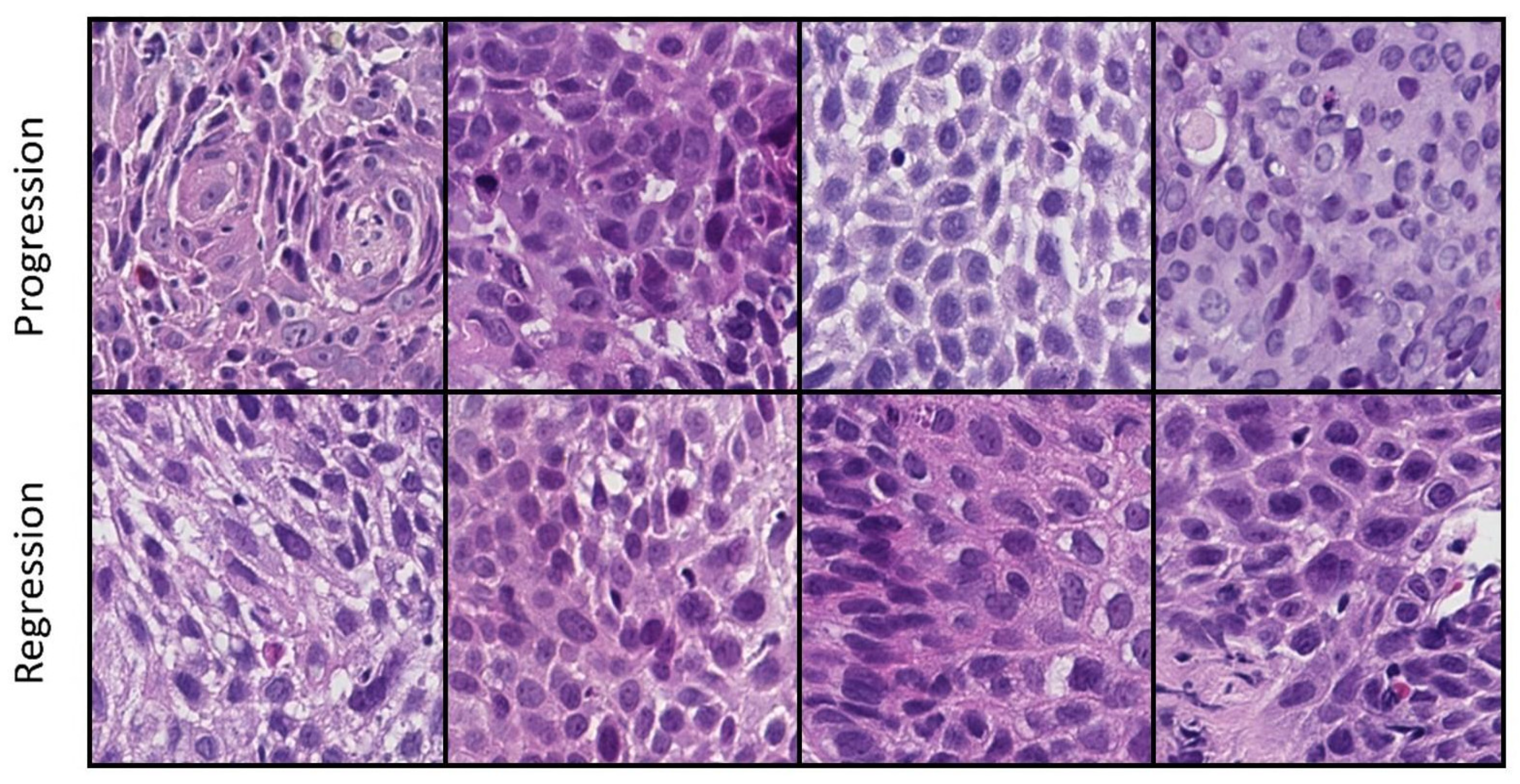 Bioengineering 12 00377 g002