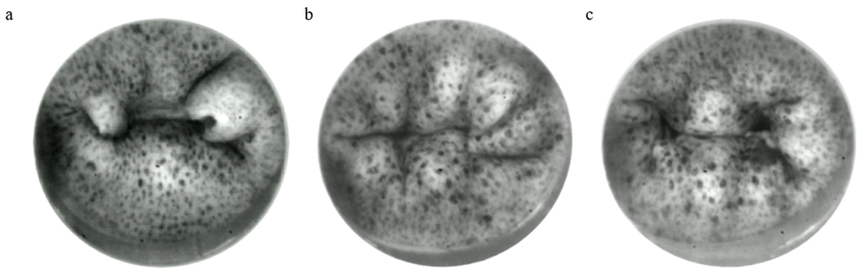 Bioengineering 12 00397 g004