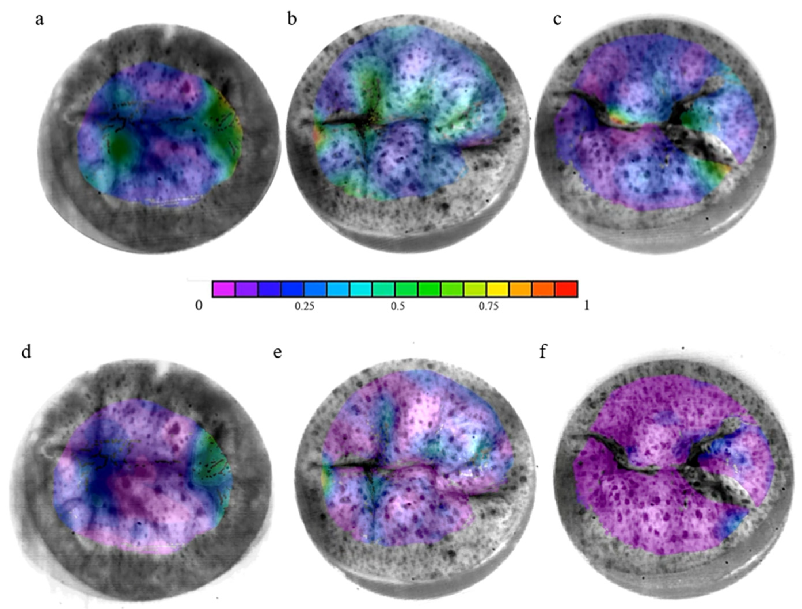 Bioengineering 12 00397 g006