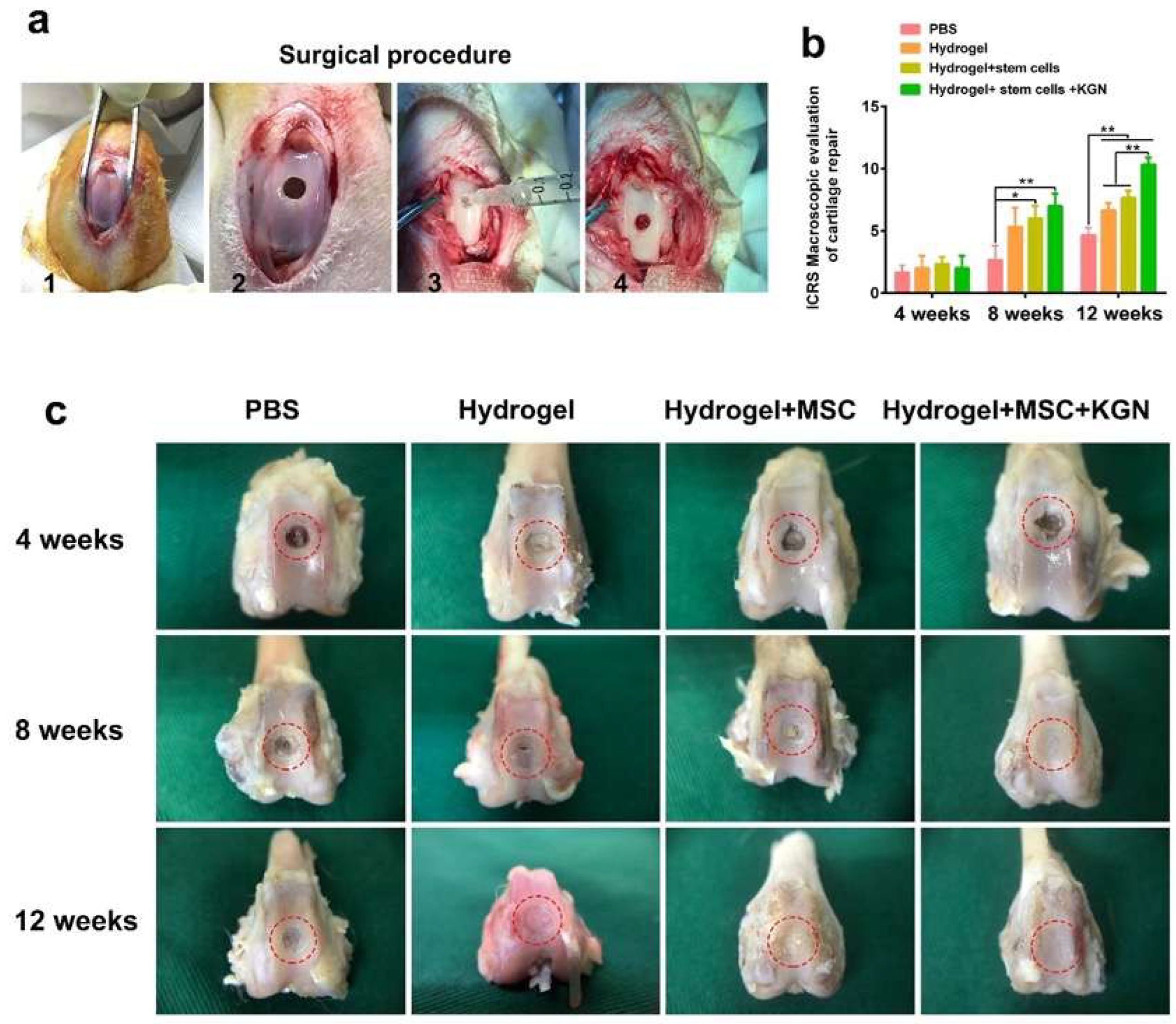 Bioengineering 12 00434 g006