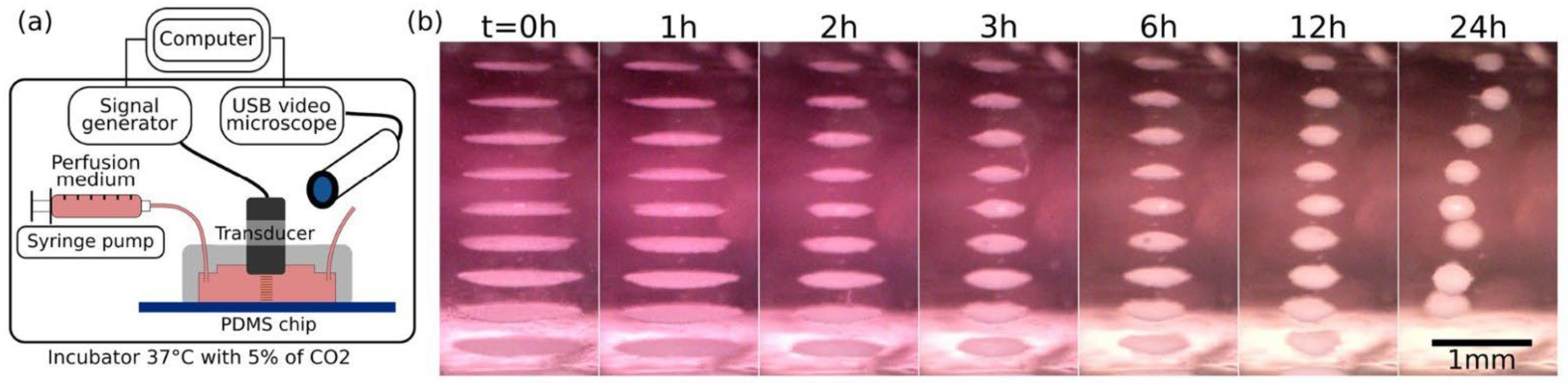 Bioengineering 12 00458 g005