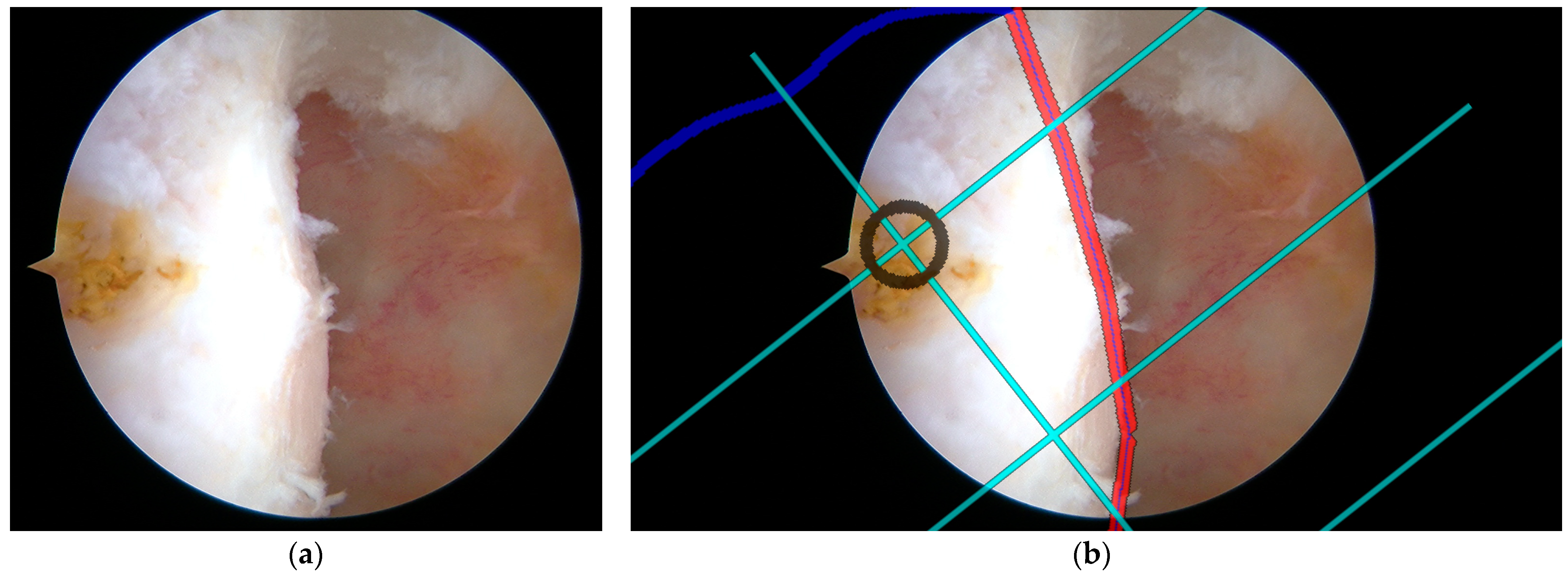 Bioengineering 12 00464 g016