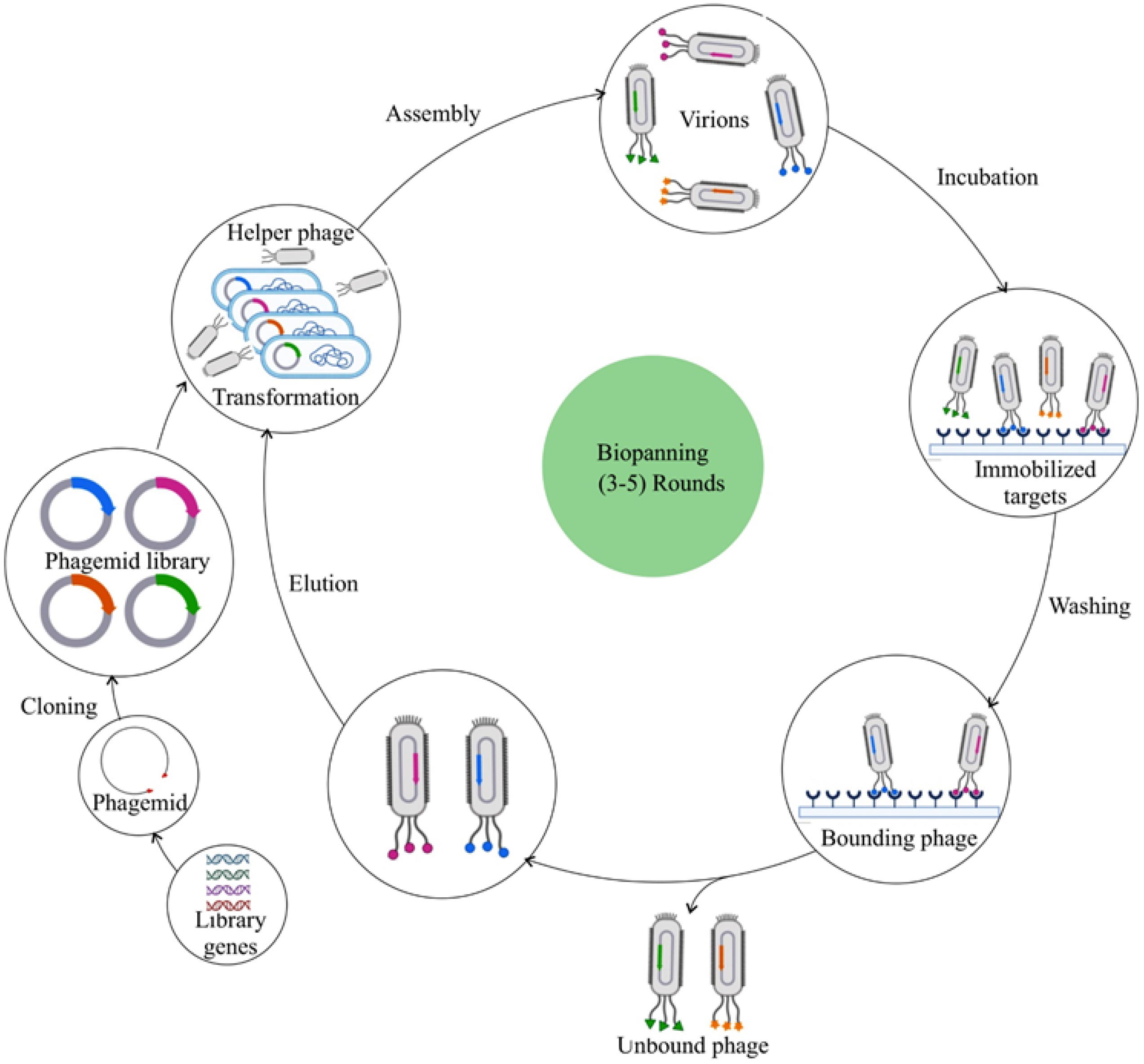 Bioengineering 12 00469 g001