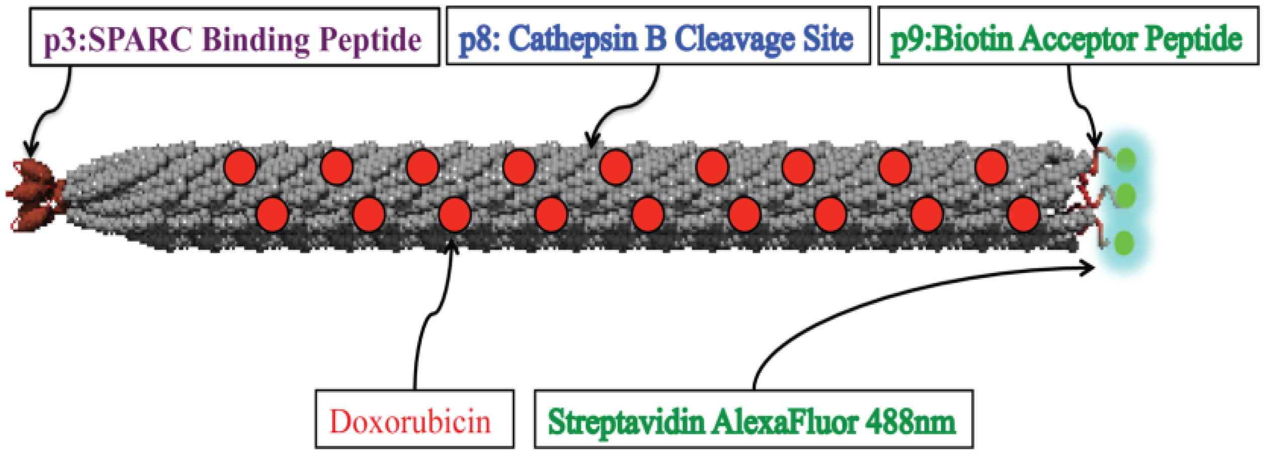 Bioengineering 12 00469 g003