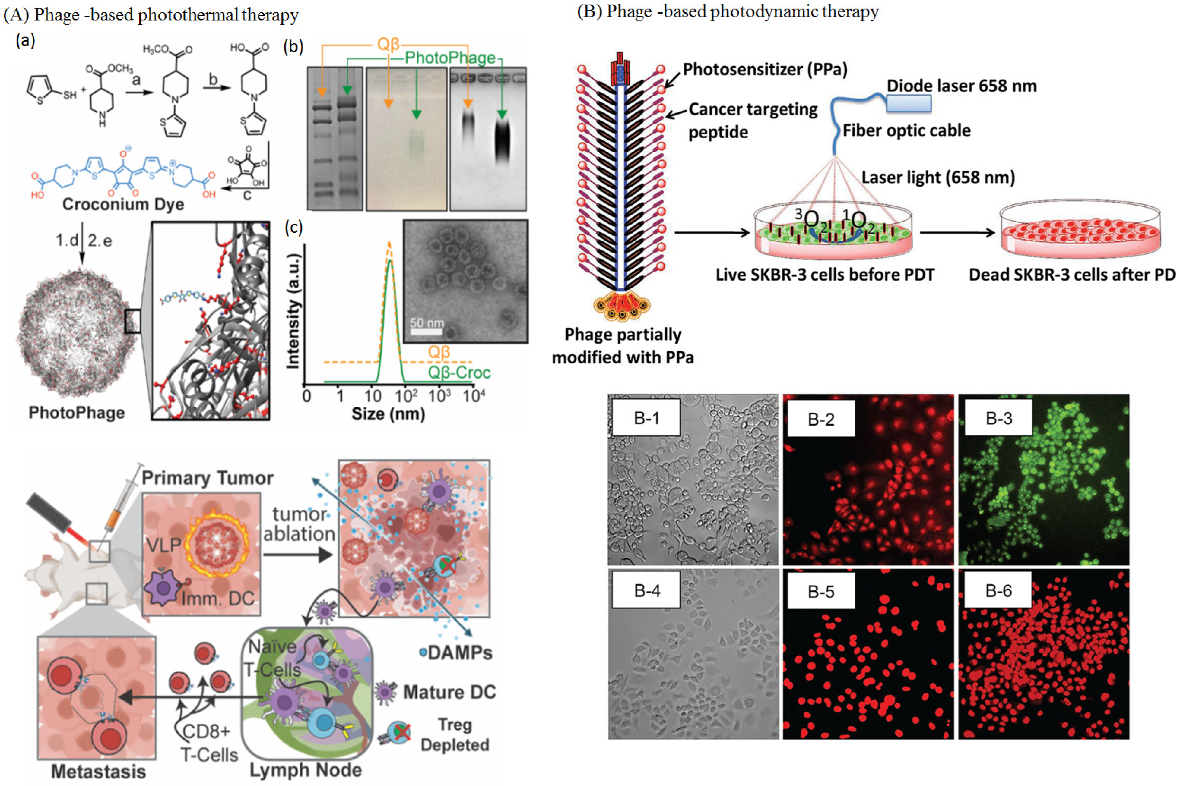 Bioengineering 12 00469 g005