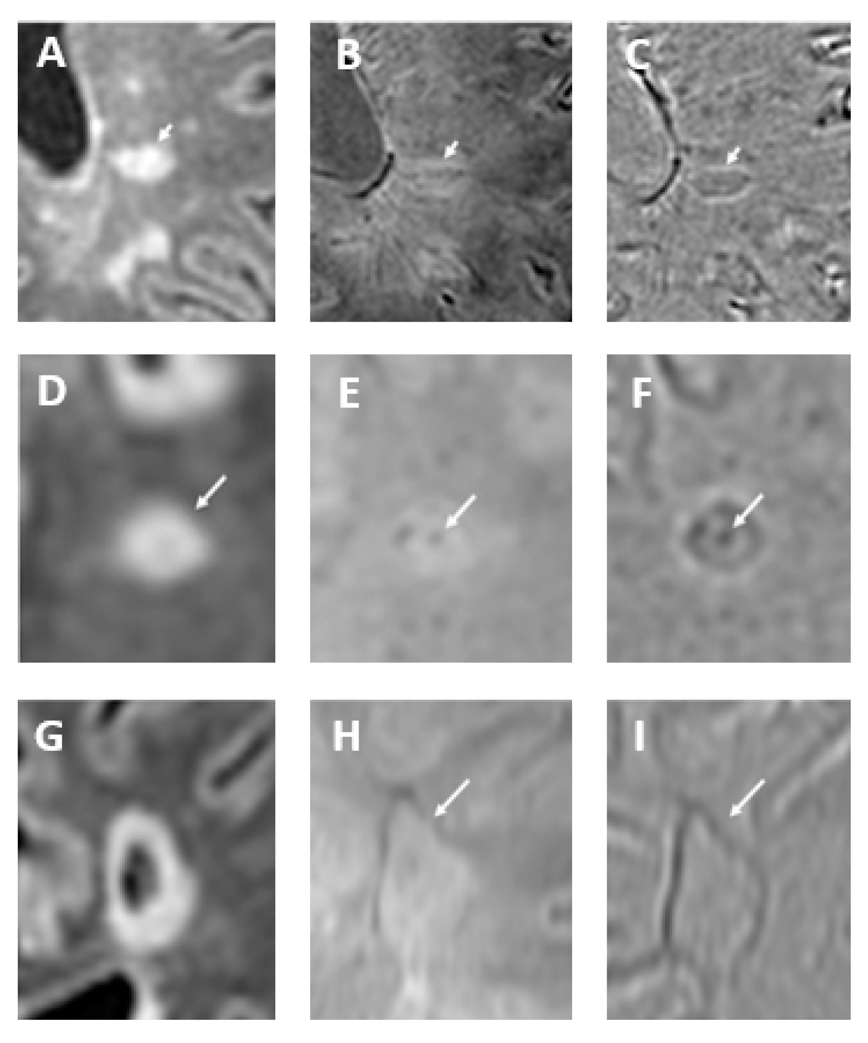 Bioengineering 12 00473 g007