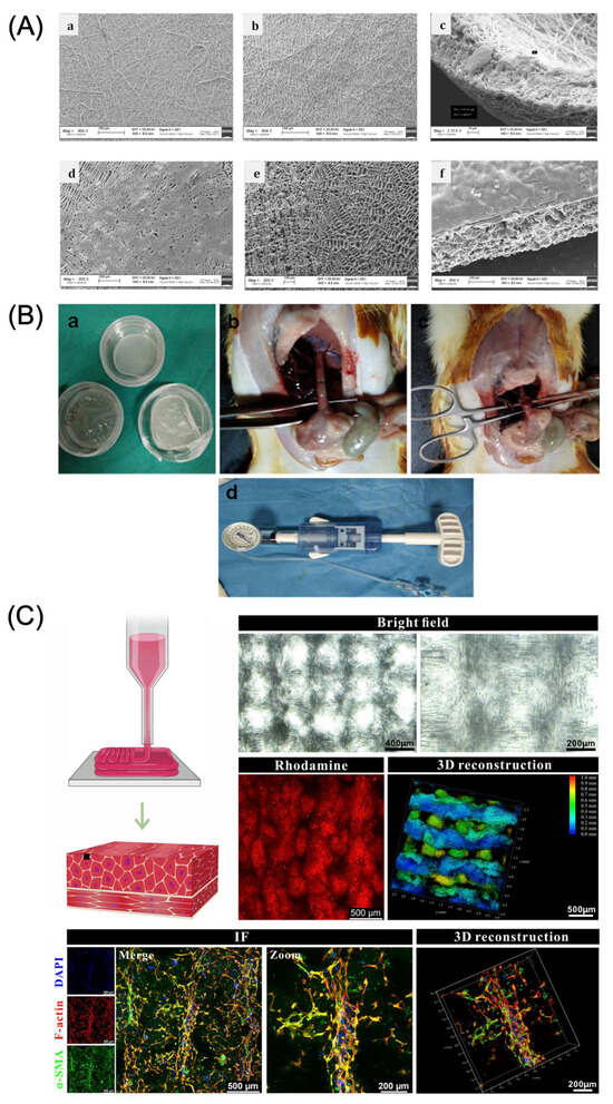 Bioengineering 12 00479 g004