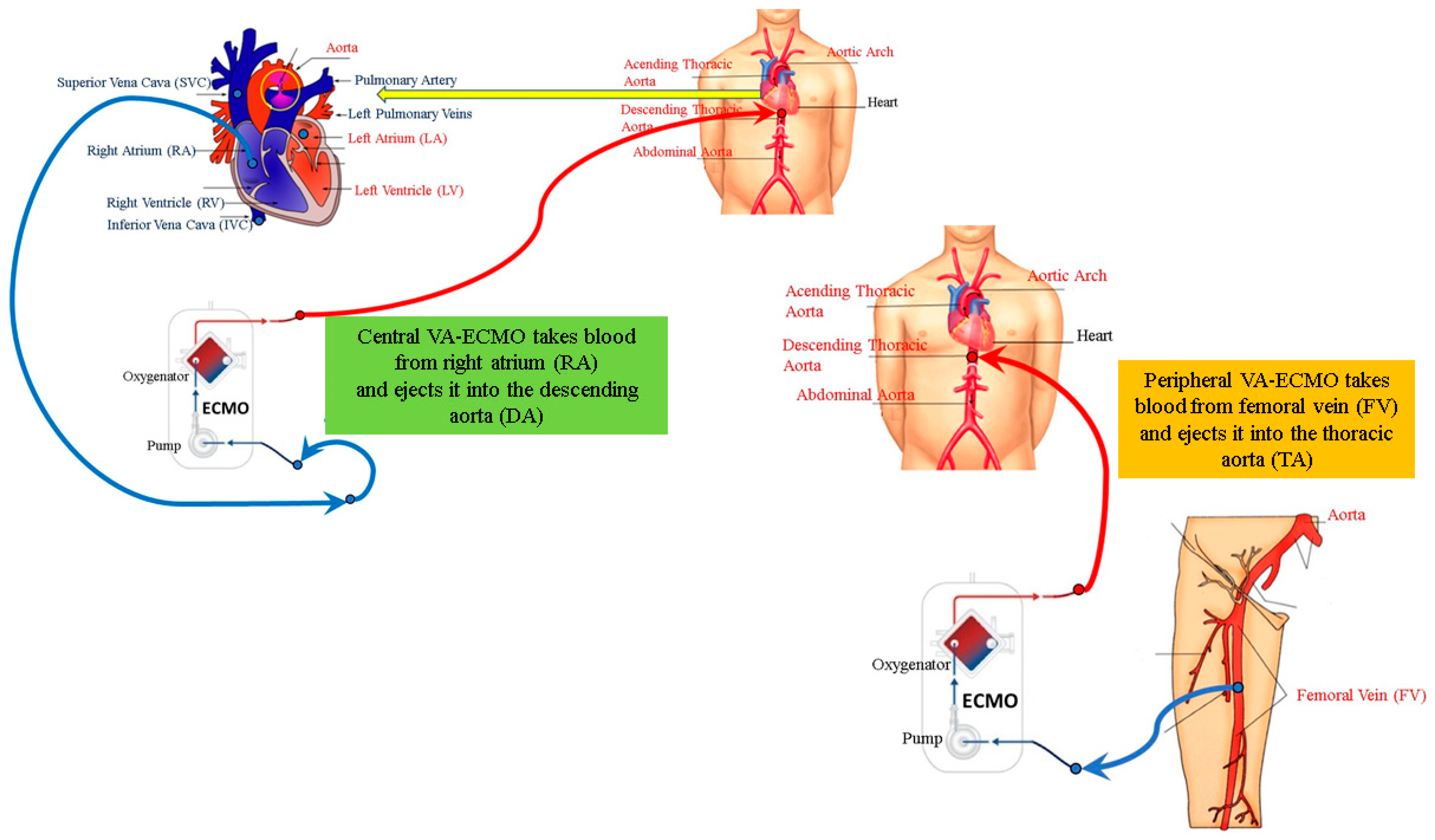 Bioengineering 12 00540 g002