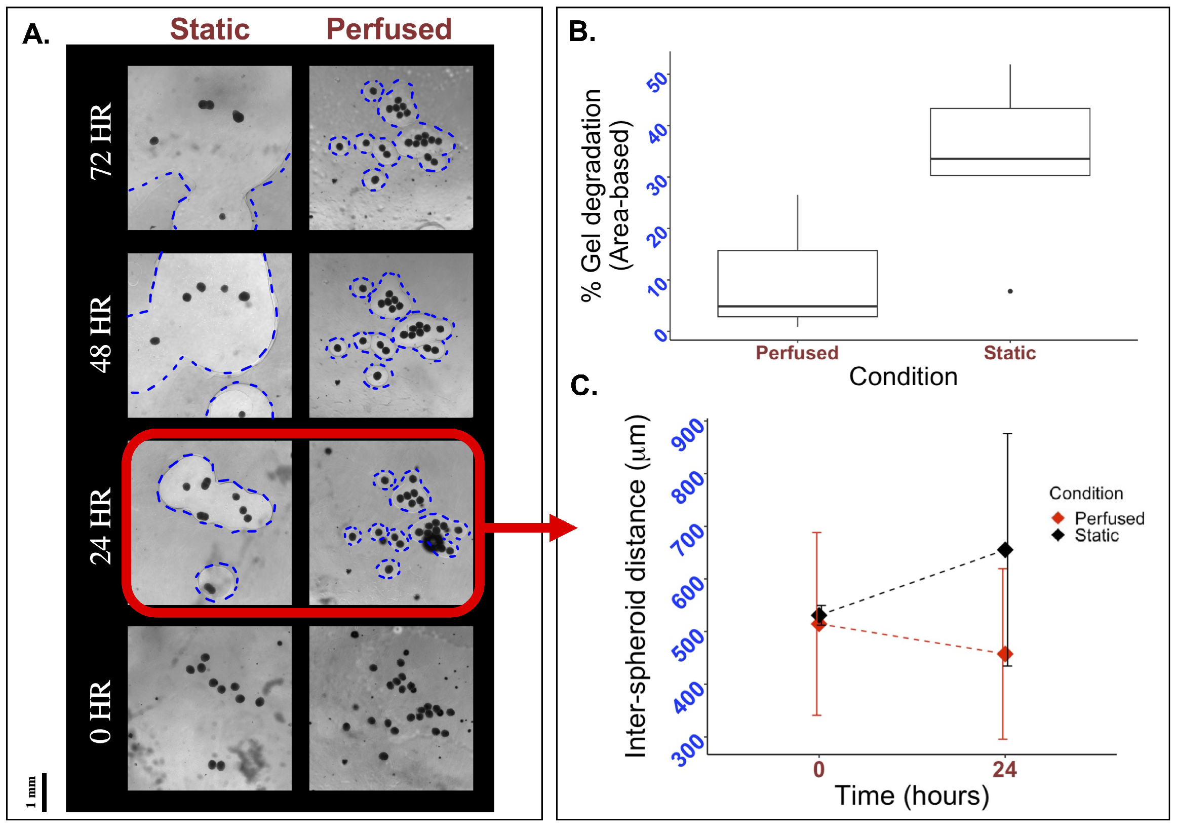 Bioengineering 12 00554 g004