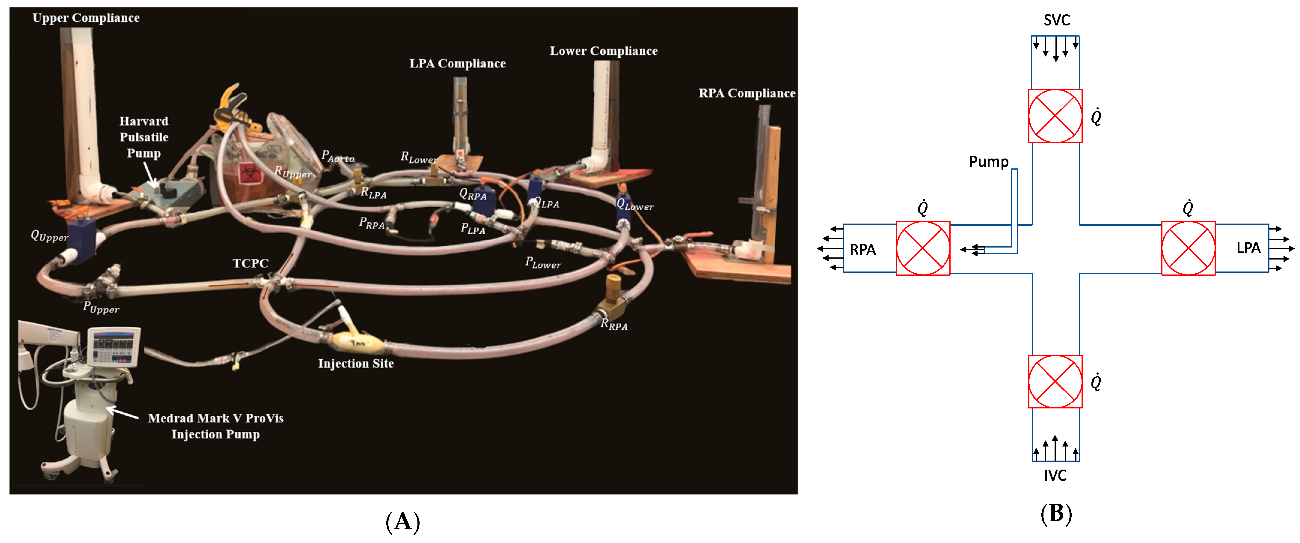 Bioengineering 12 00555 g007 Bioengineering 12 00555 g007