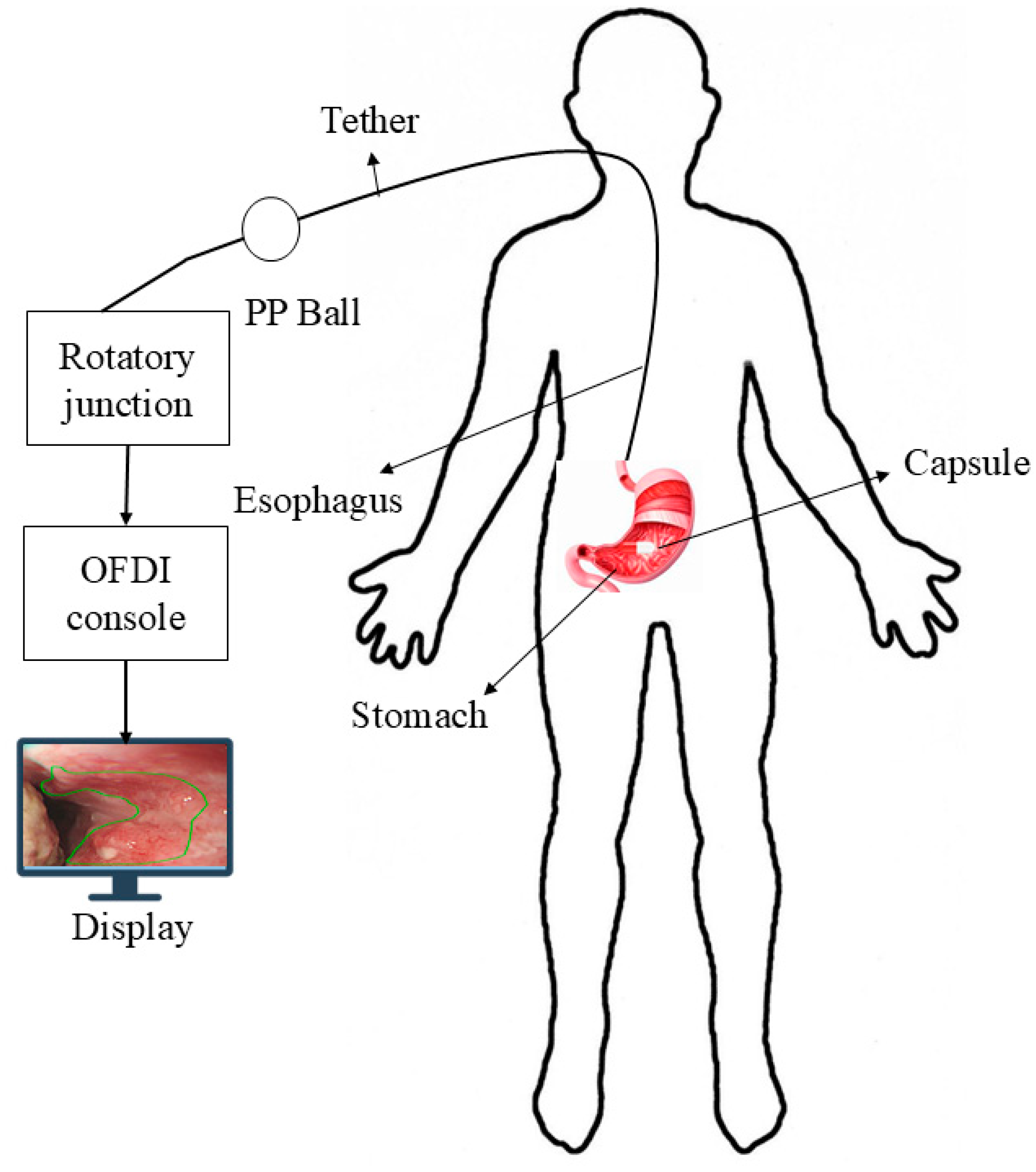 Bioengineering 12 00613 g005