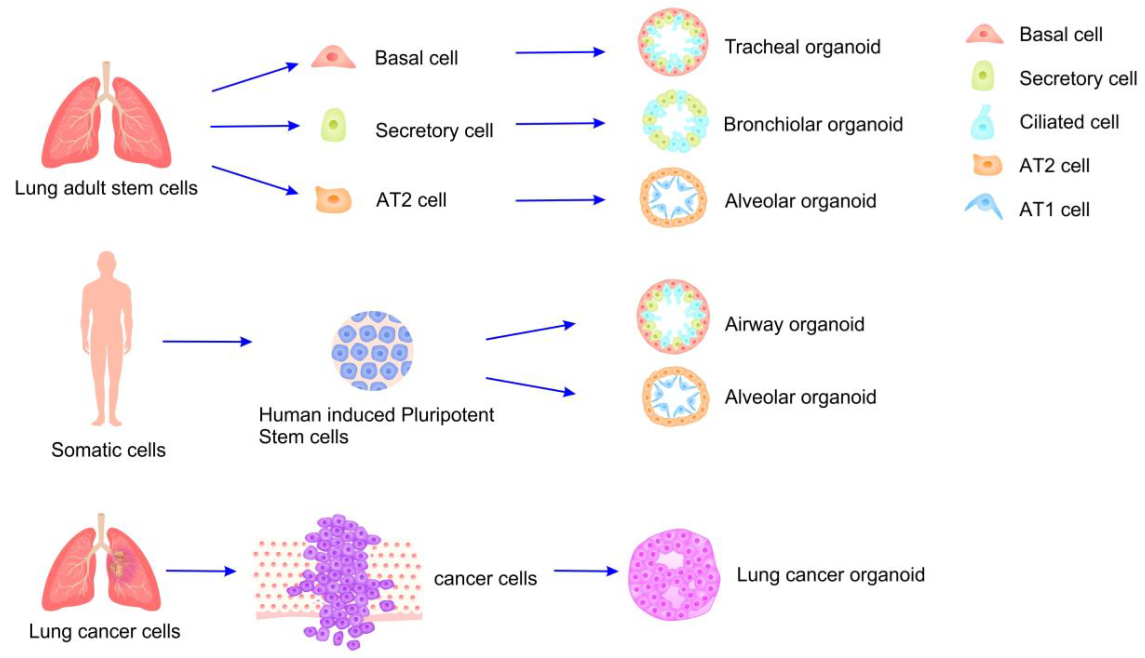 Bioengineering 12 00652 g002