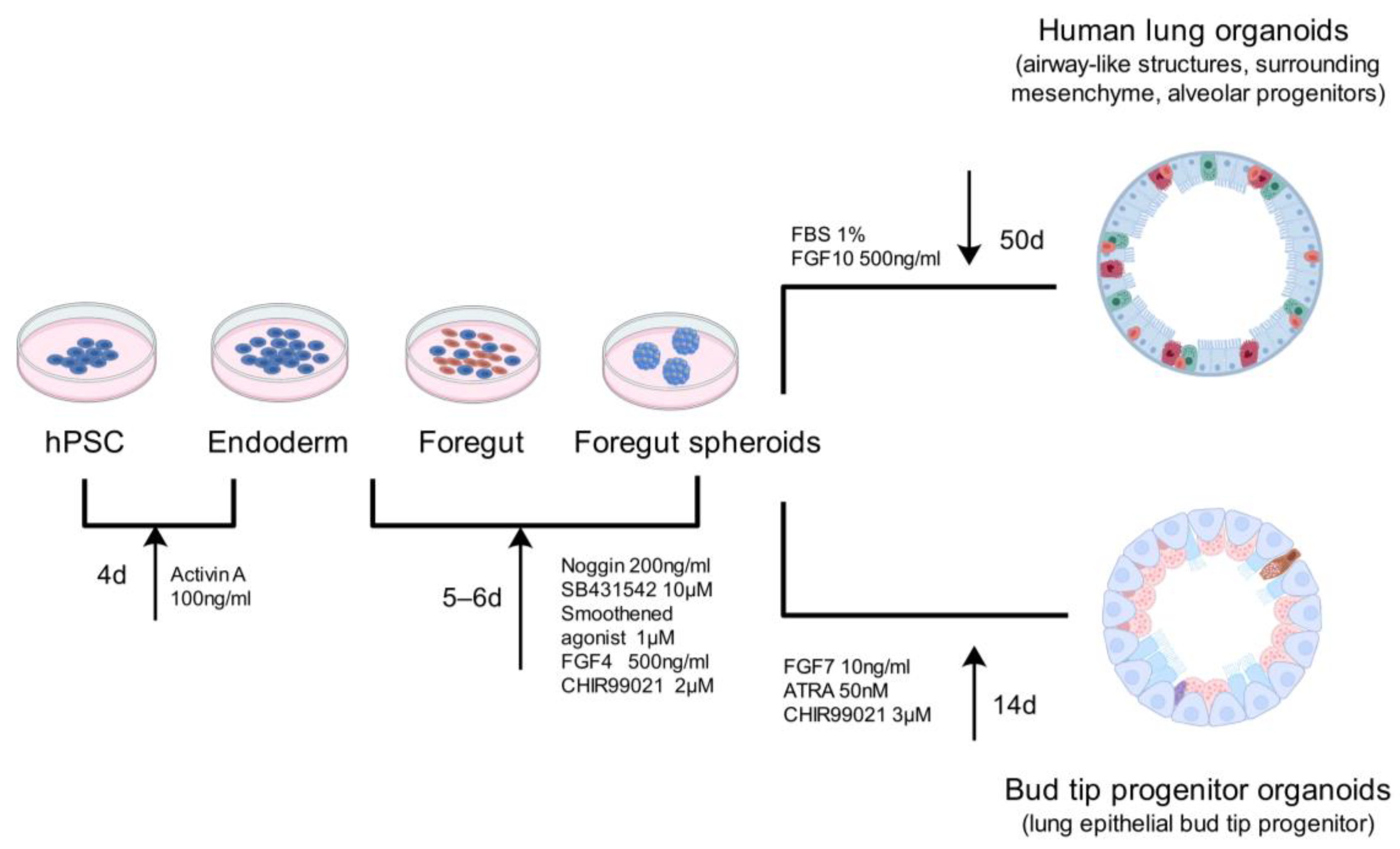 Bioengineering 12 00652 g003