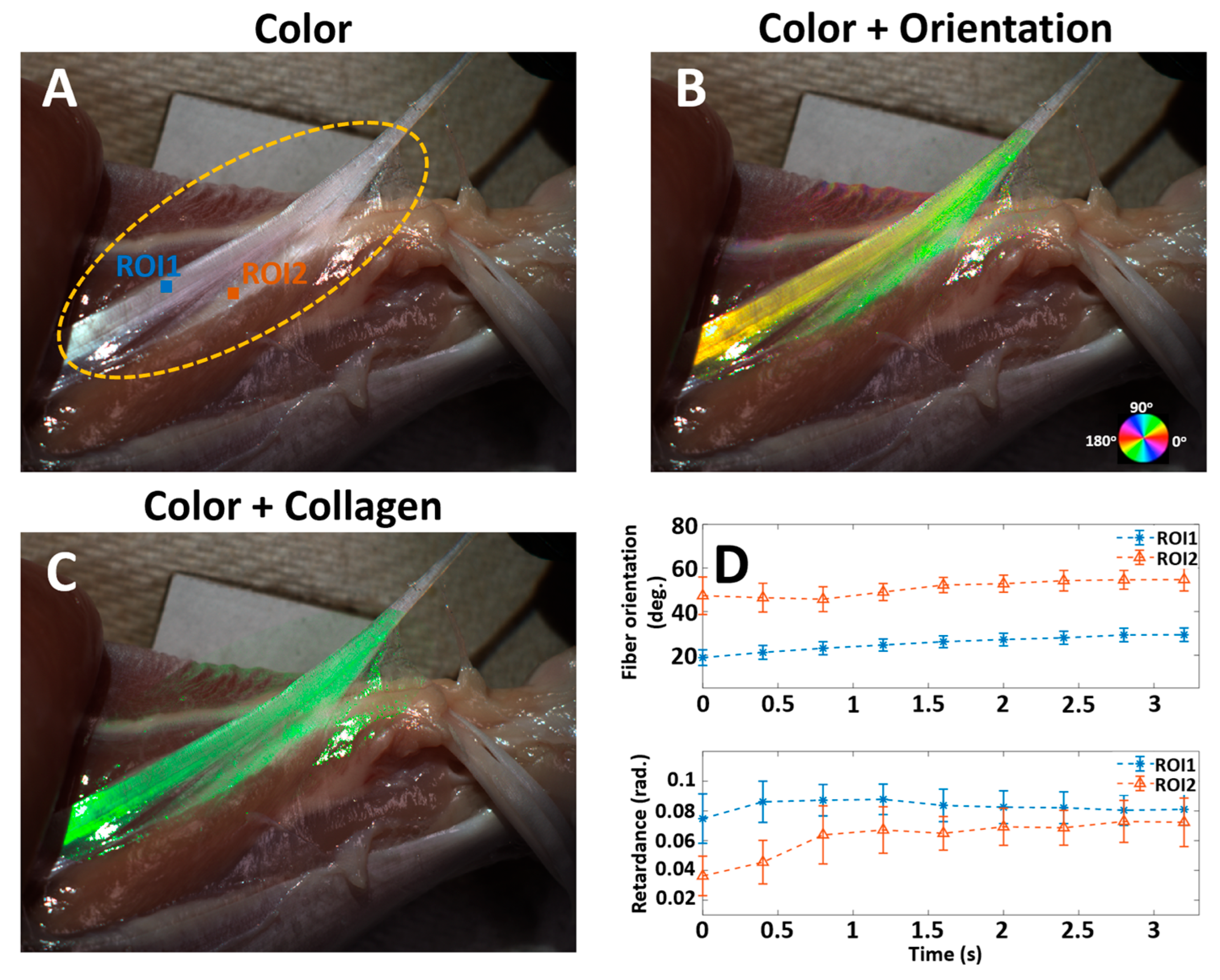 Bioengineering 12 00720 g004