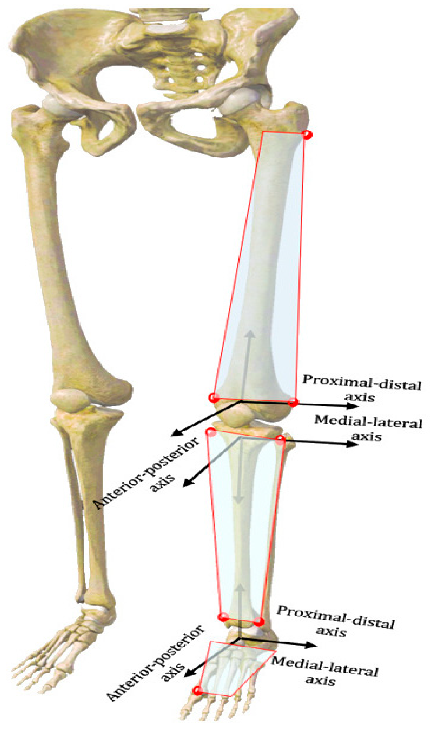 Bioengineering 12 00744 g002