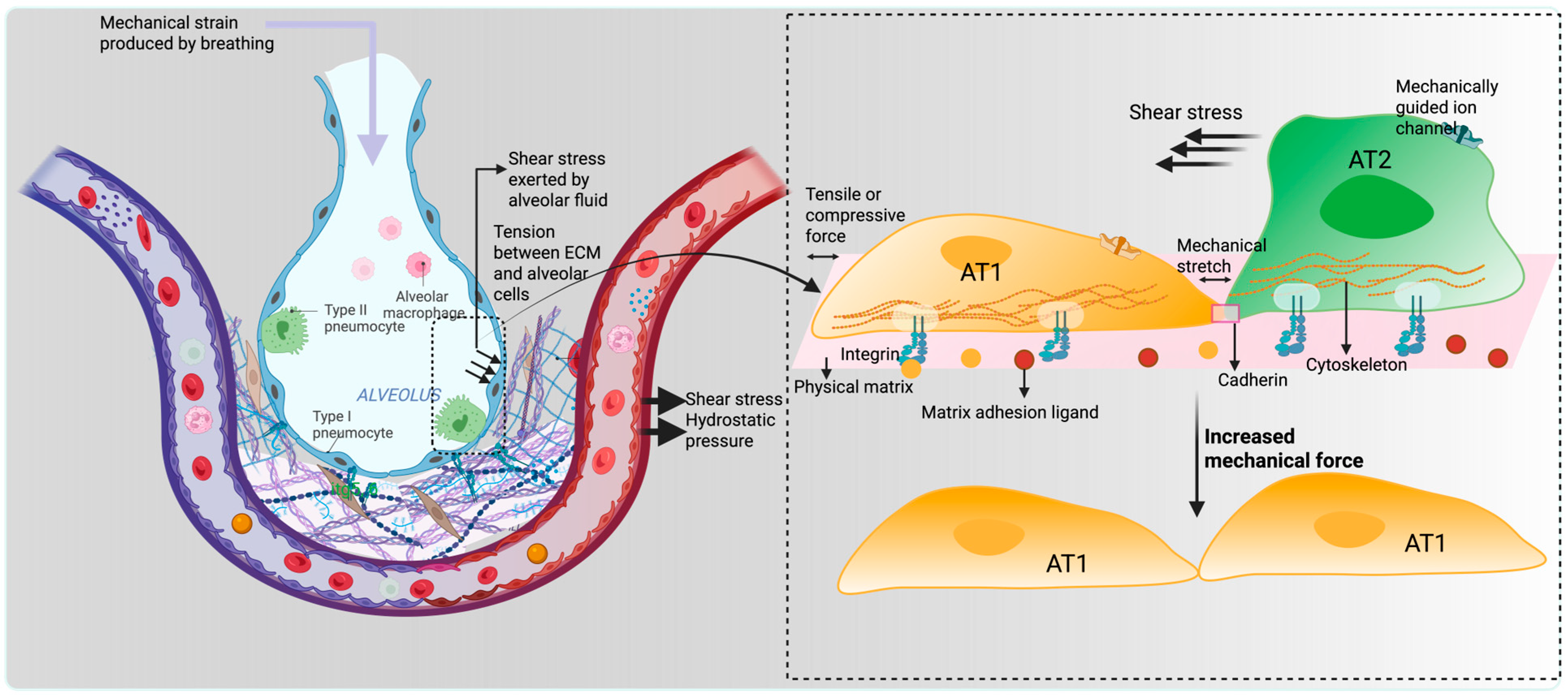 Bioengineering 12 00760 g001 Bioengineering 12 00760 g001