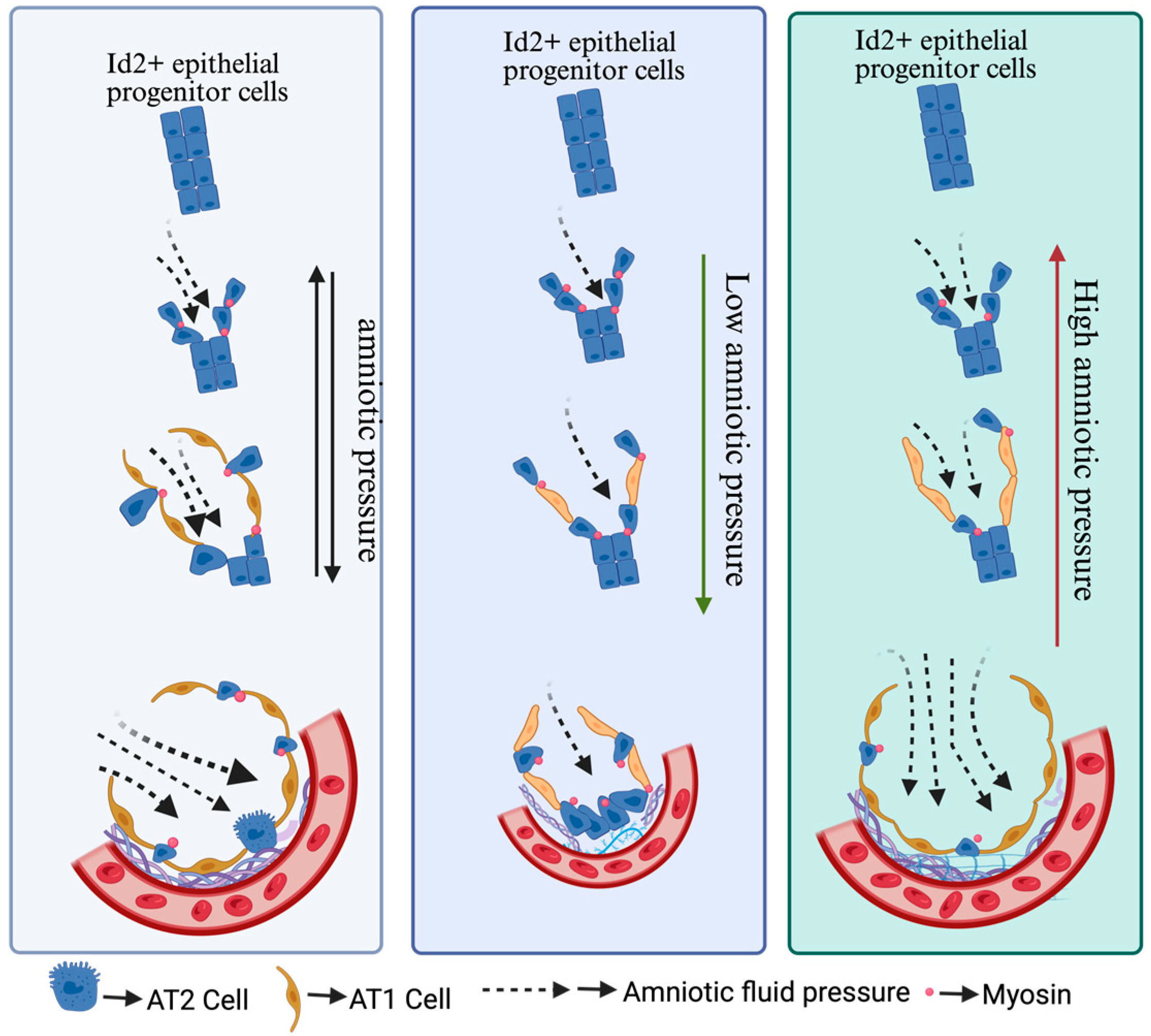 Bioengineering 12 00760 g002 Bioengineering 12 00760 g002