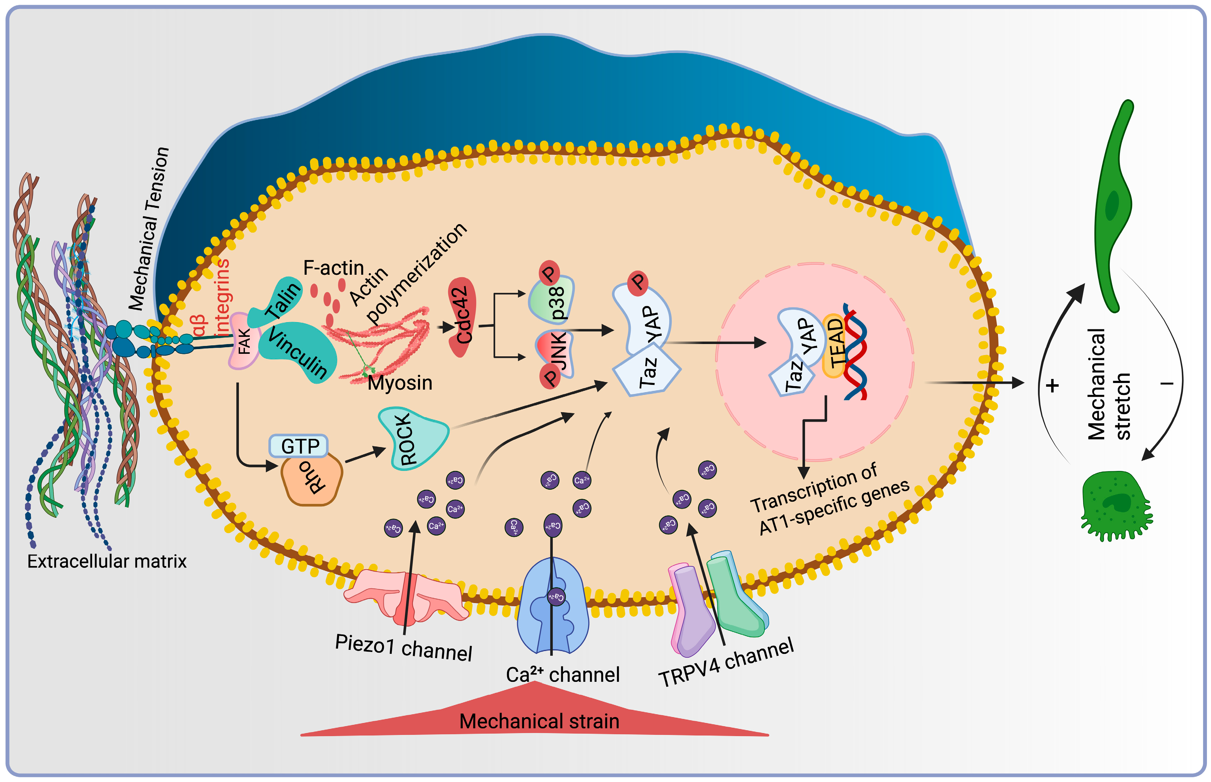 Bioengineering 12 00760 g004 Bioengineering 12 00760 g004