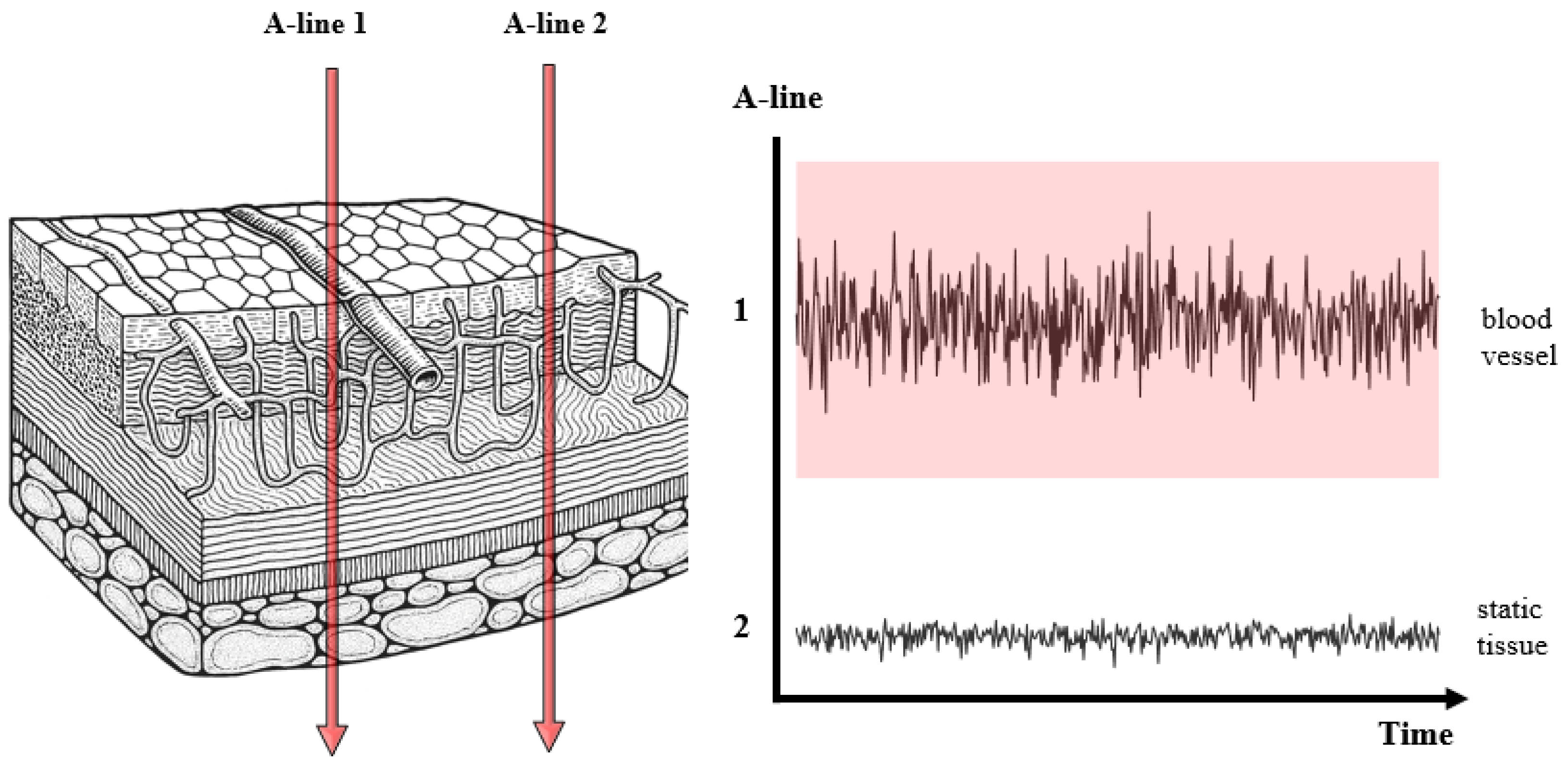 Bioengineering 12 00770 g003