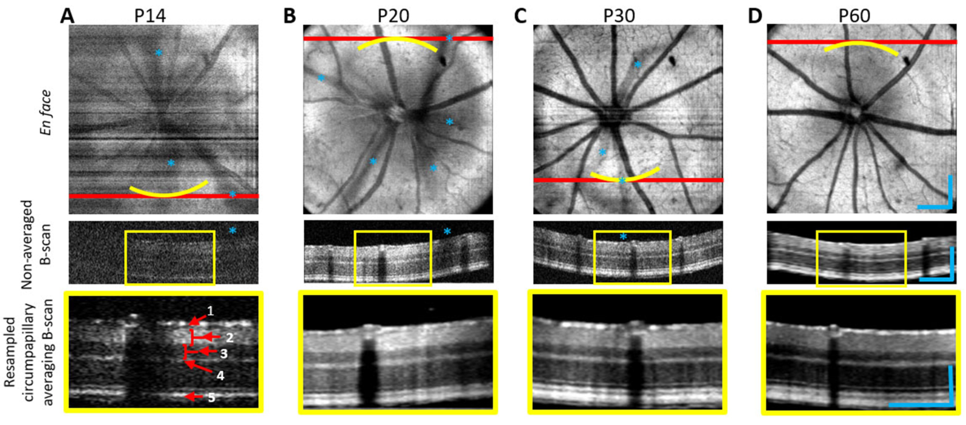 Bioengineering 12 00770 g004