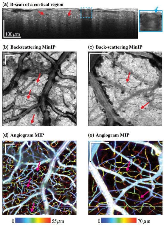 Bioengineering 12 00770 g007