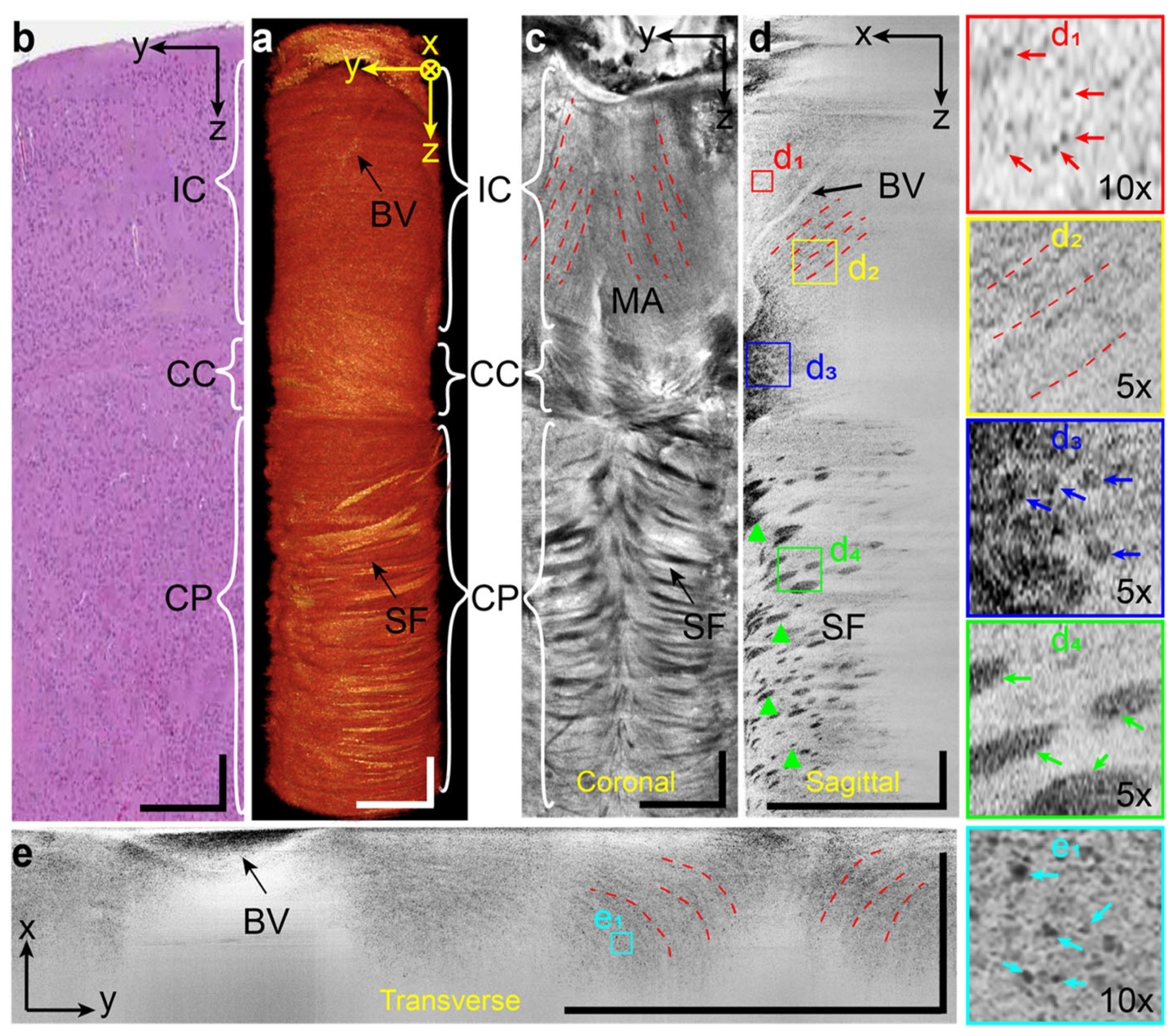 Bioengineering 12 00770 g008