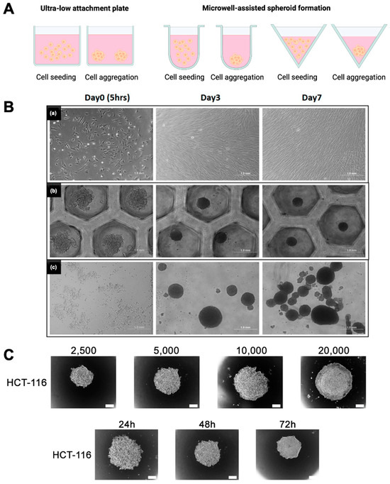 Bioengineering 12 00857 g003