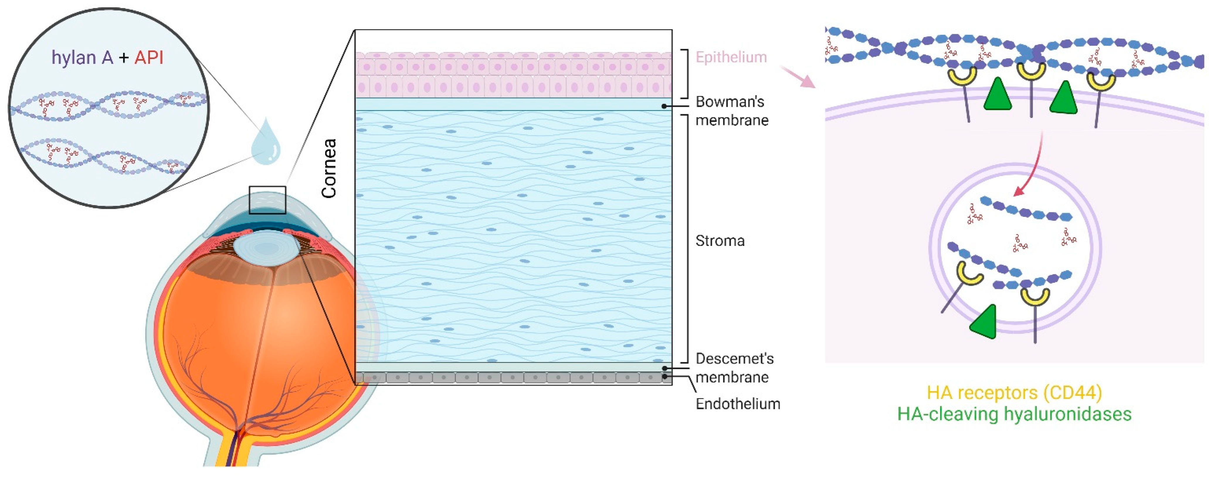 Bioengineering 12 00907 g002