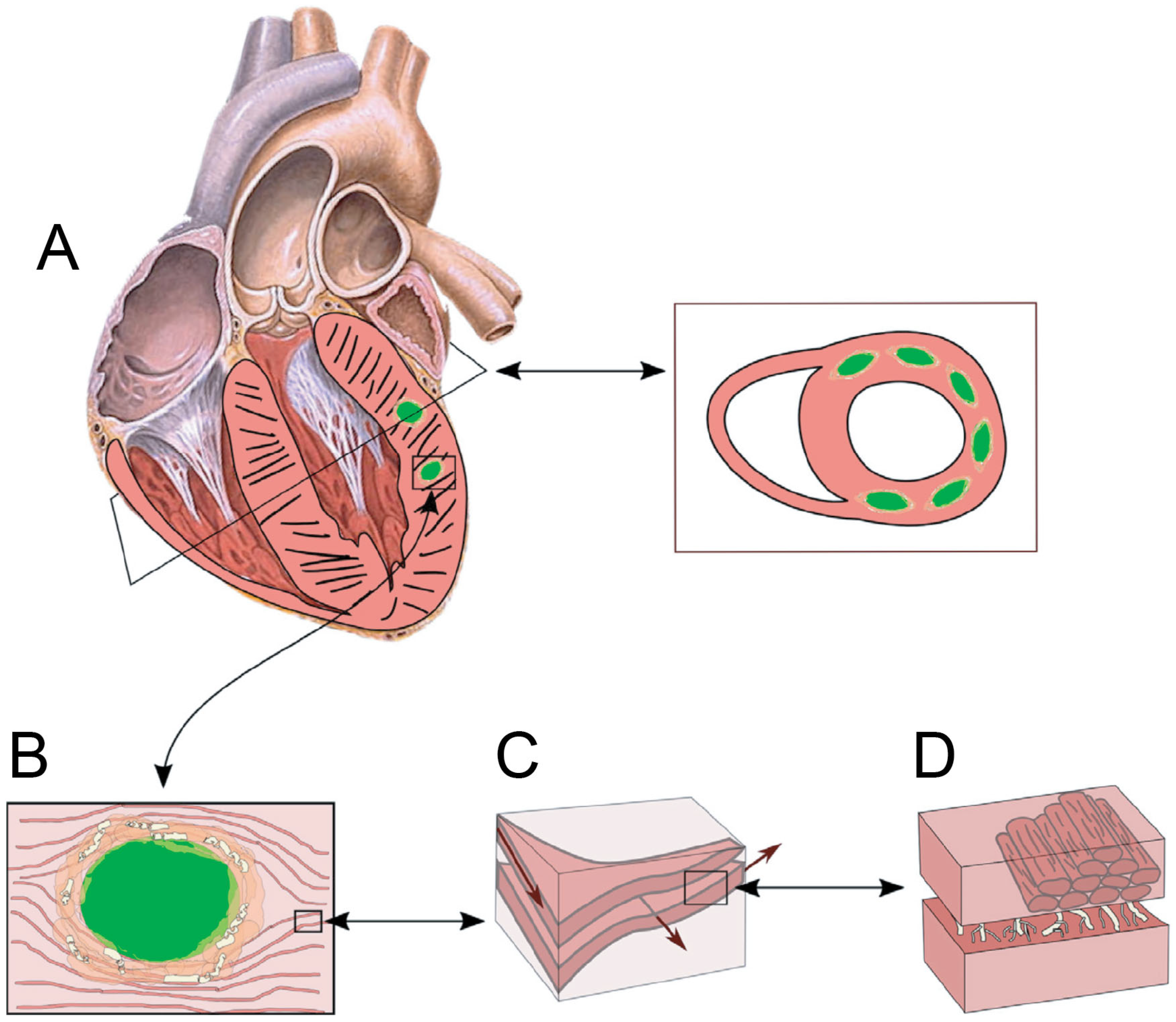 Bioengineering 12 00913 g007
