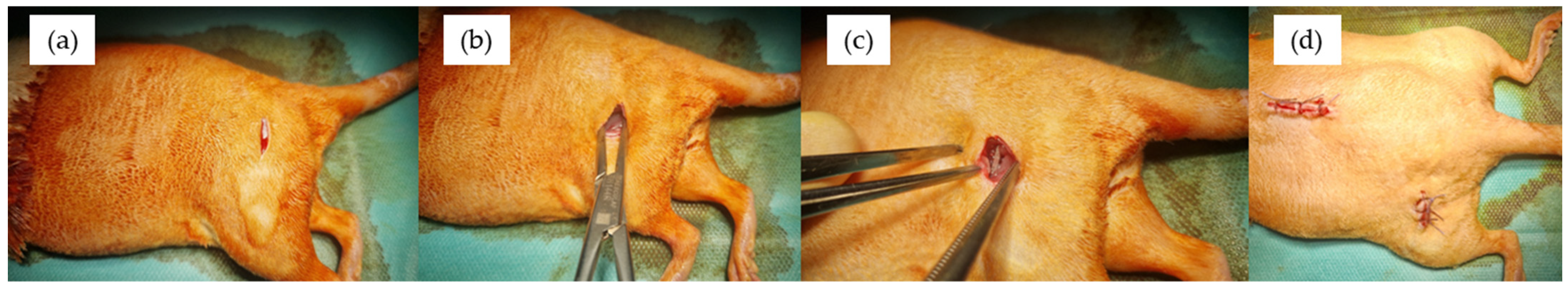 Bioengineering 12 00939 g003