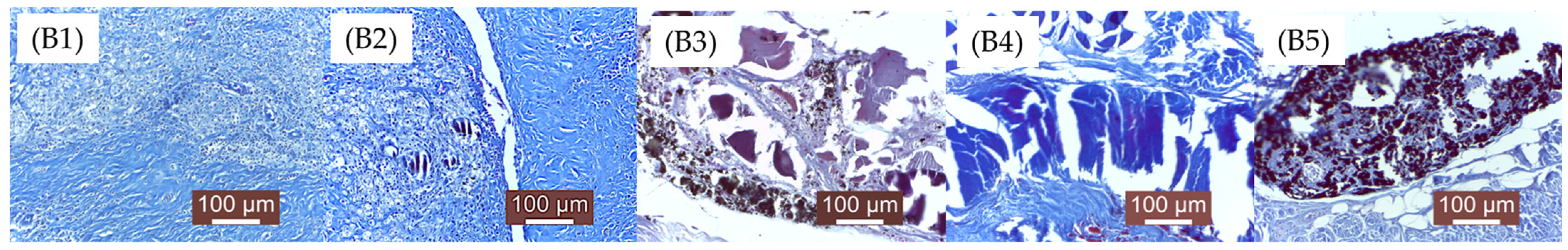 Bioengineering 12 00939 g013