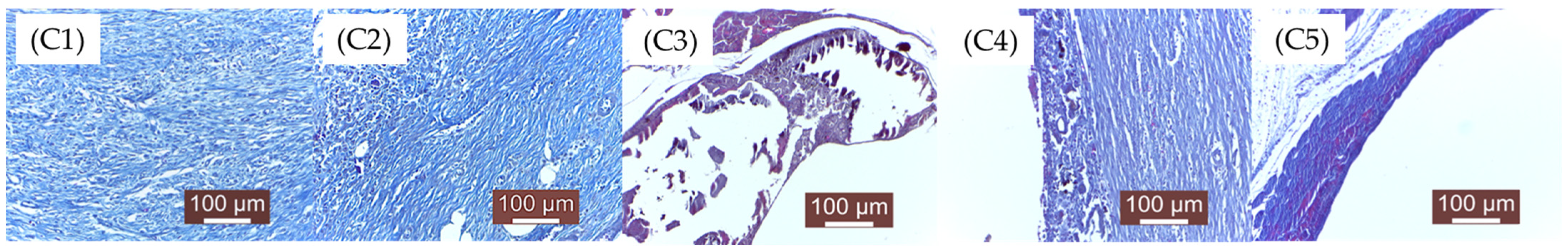 Bioengineering 12 00939 g014