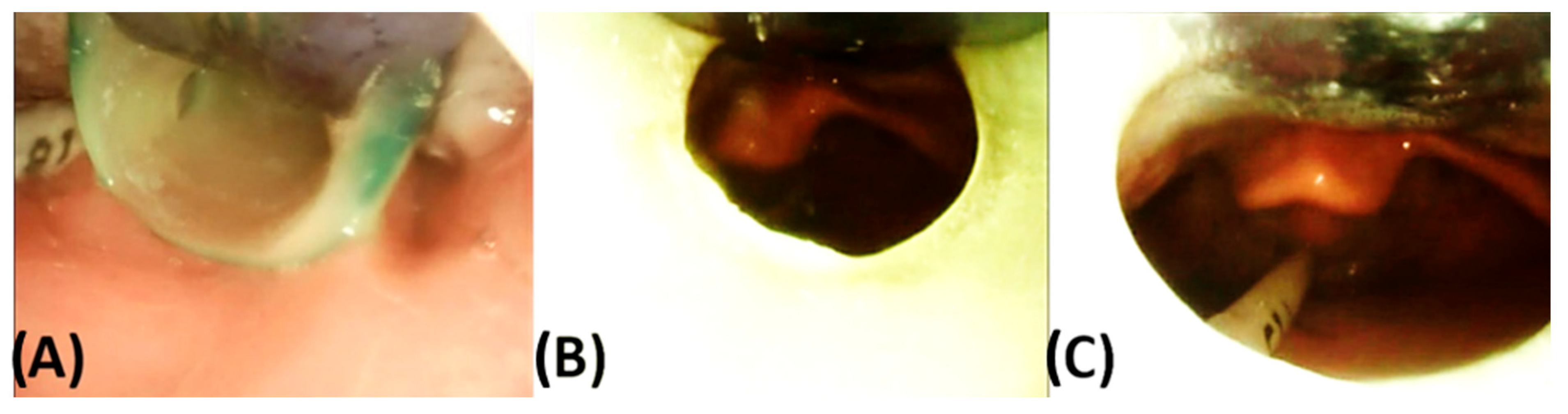 Bioengineering 12 01063 g028