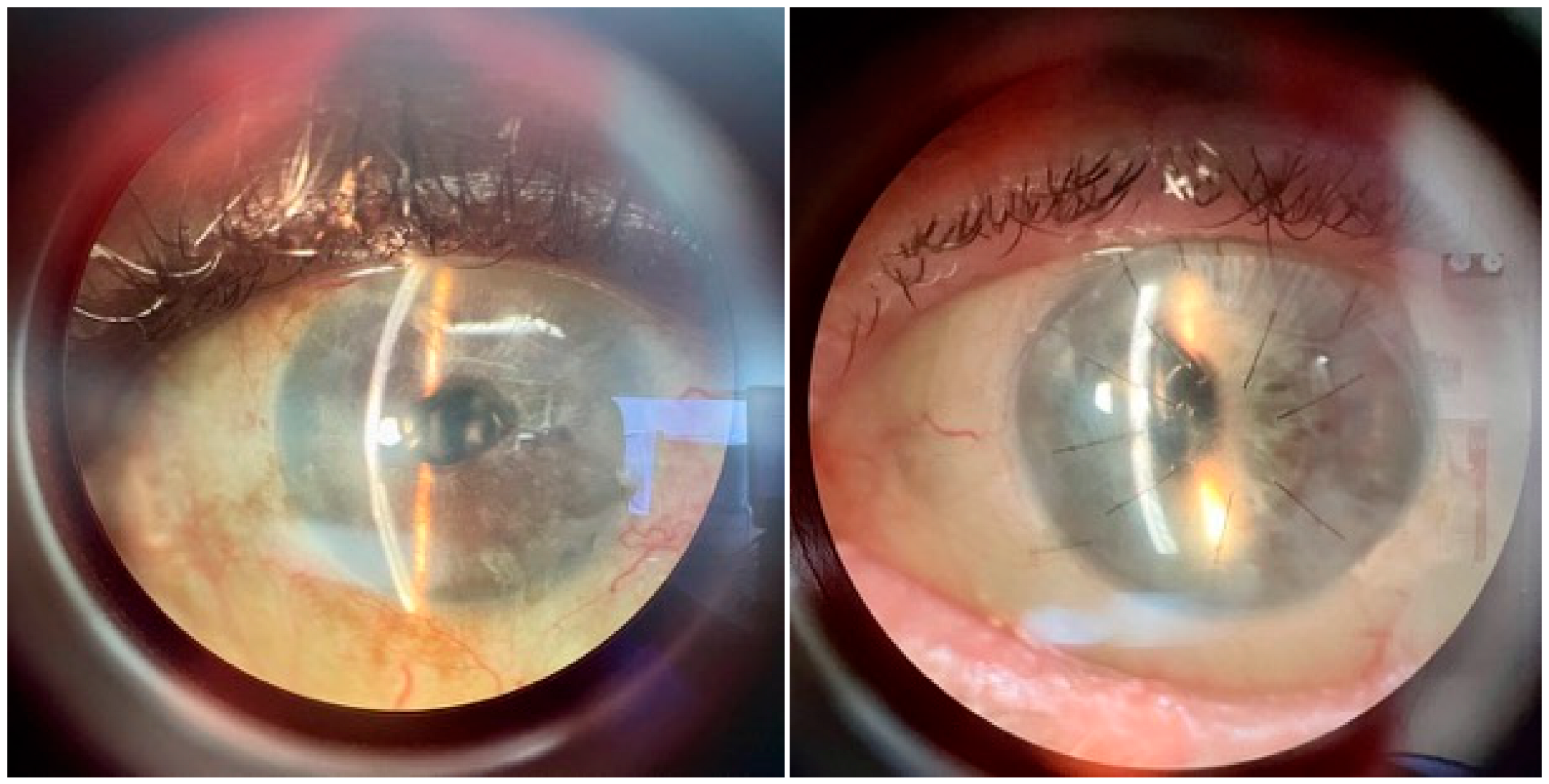 Bioengineering 12 01064 g001