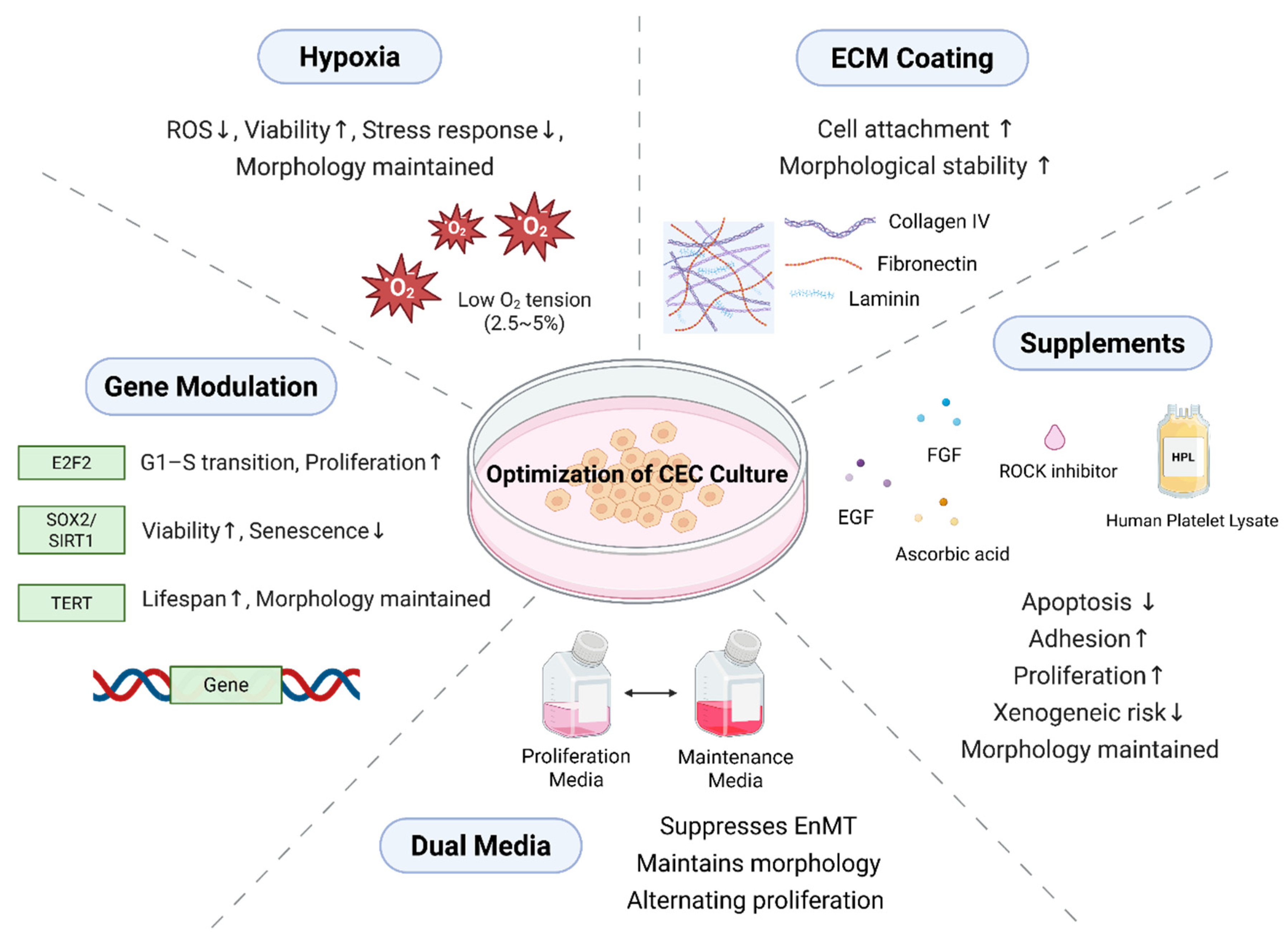 Bioengineering 12 01162 g001