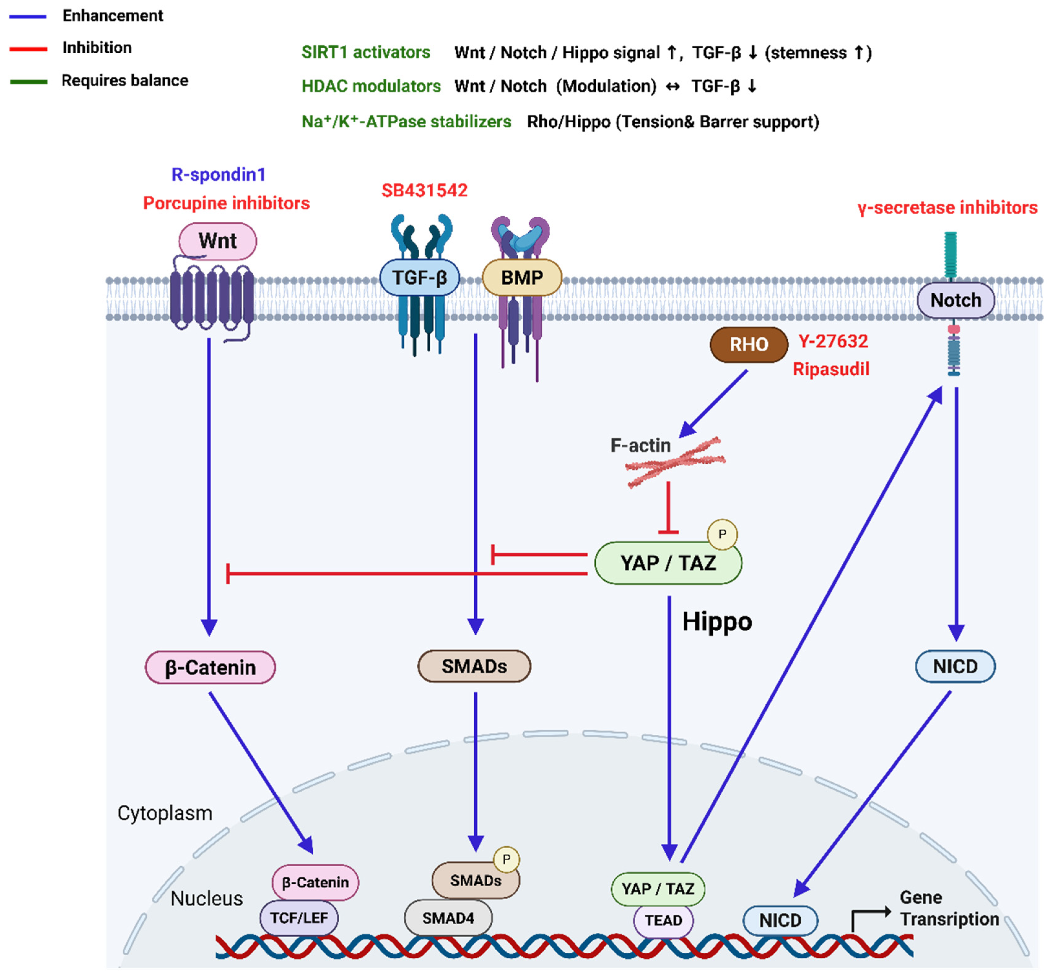 Bioengineering 12 01162 g003