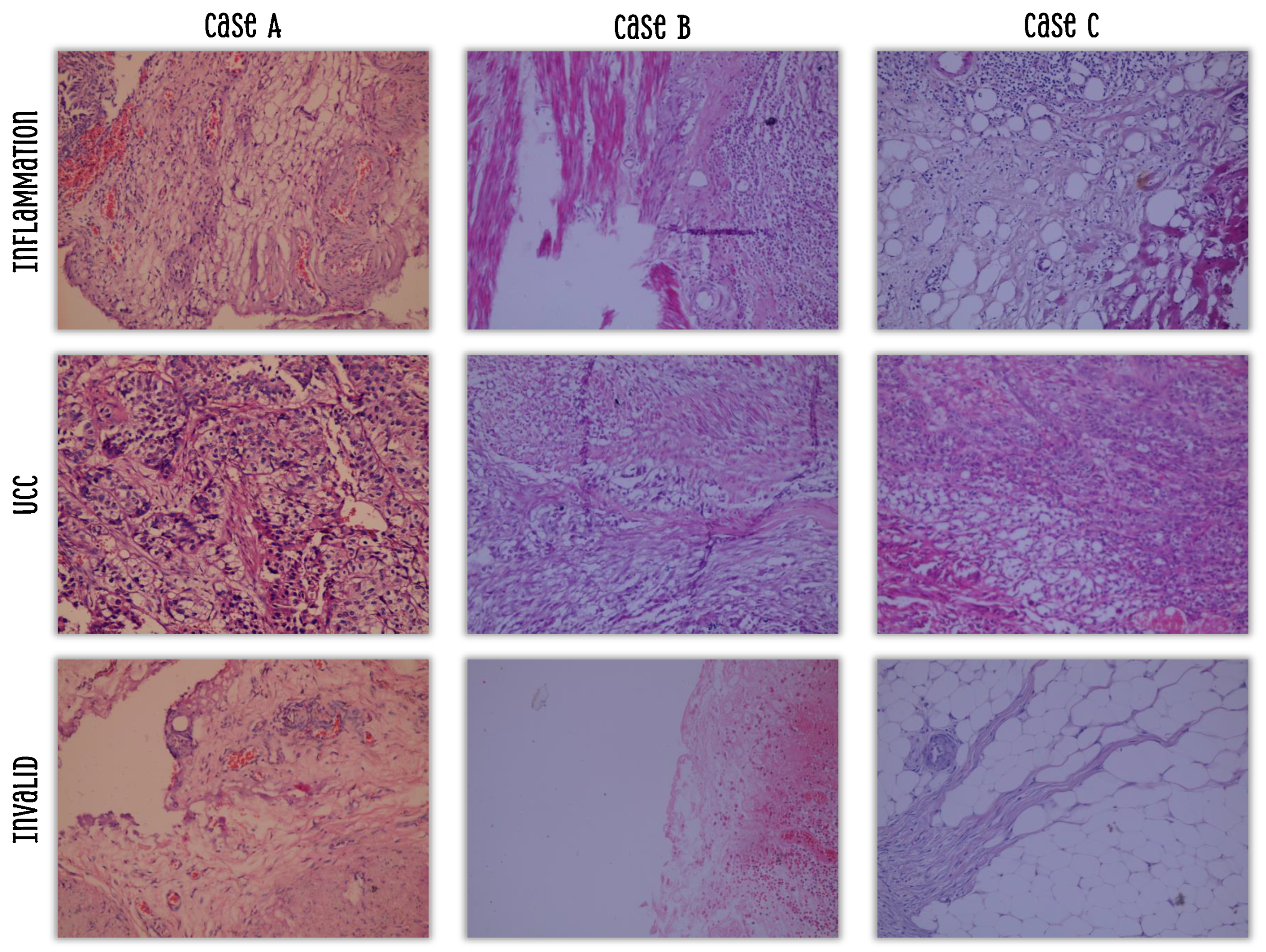 Bioengineering 13 00004 g002