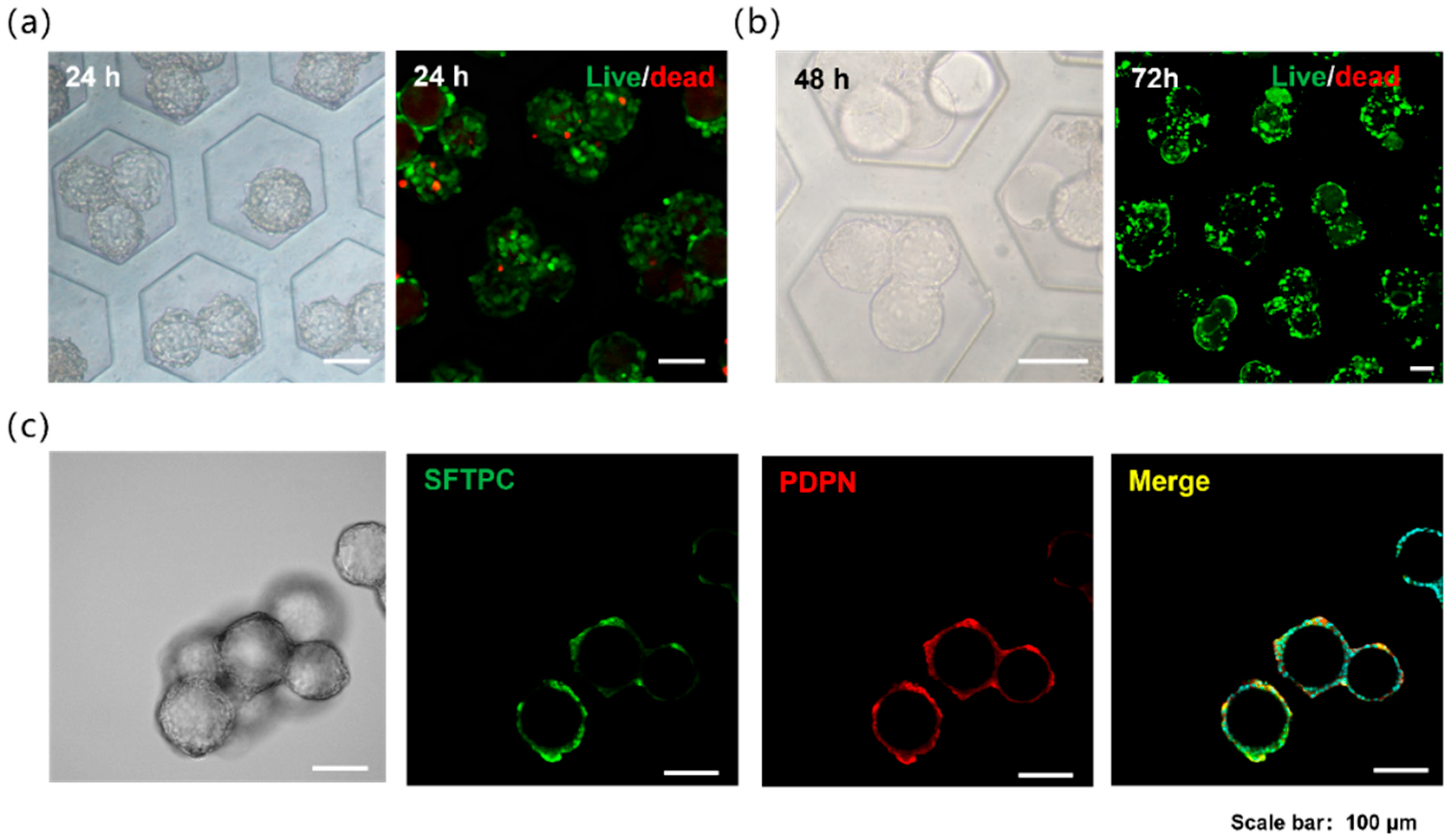 Bioengineering 13 00017 g002
