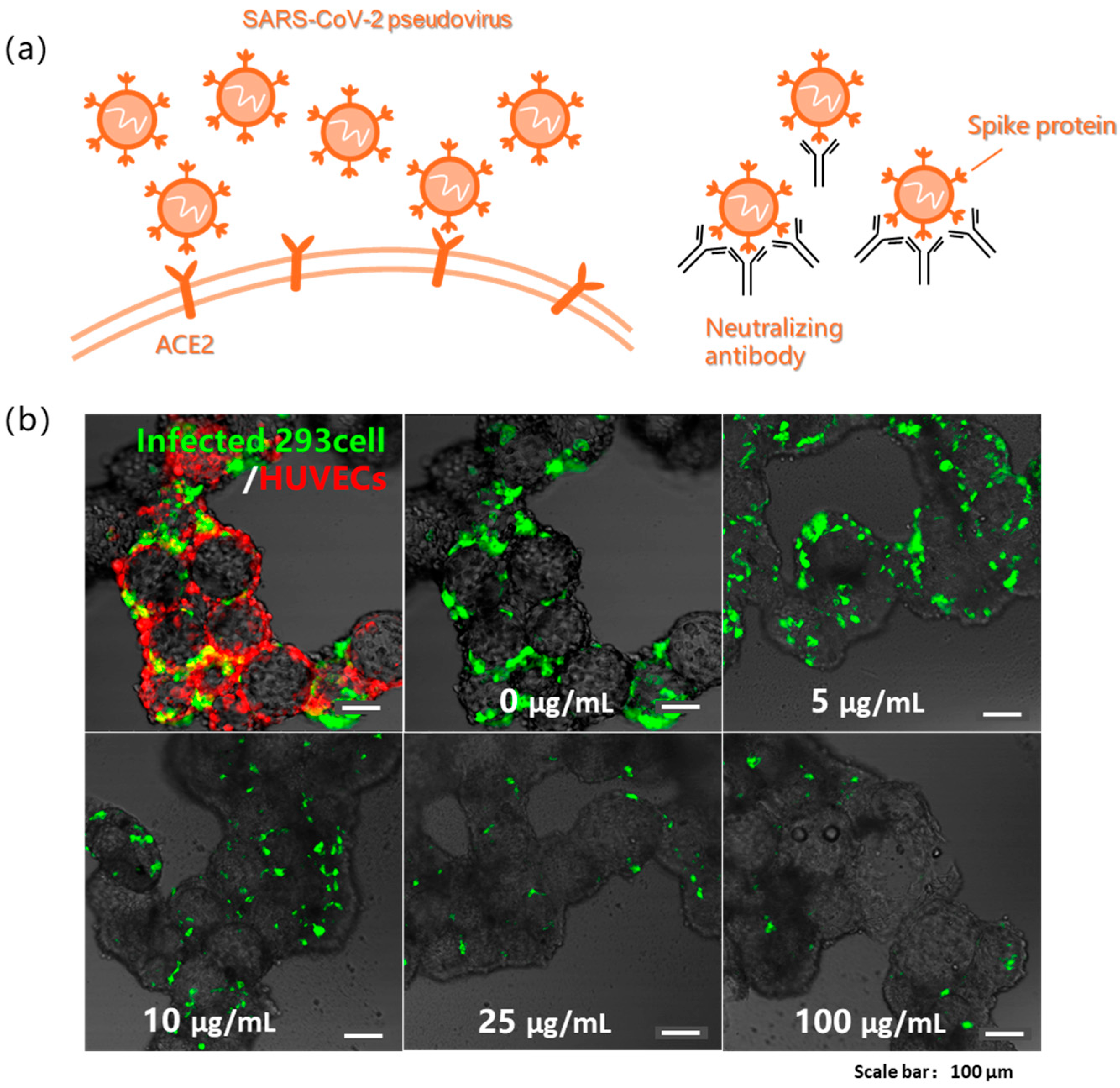 Bioengineering 13 00017 g004