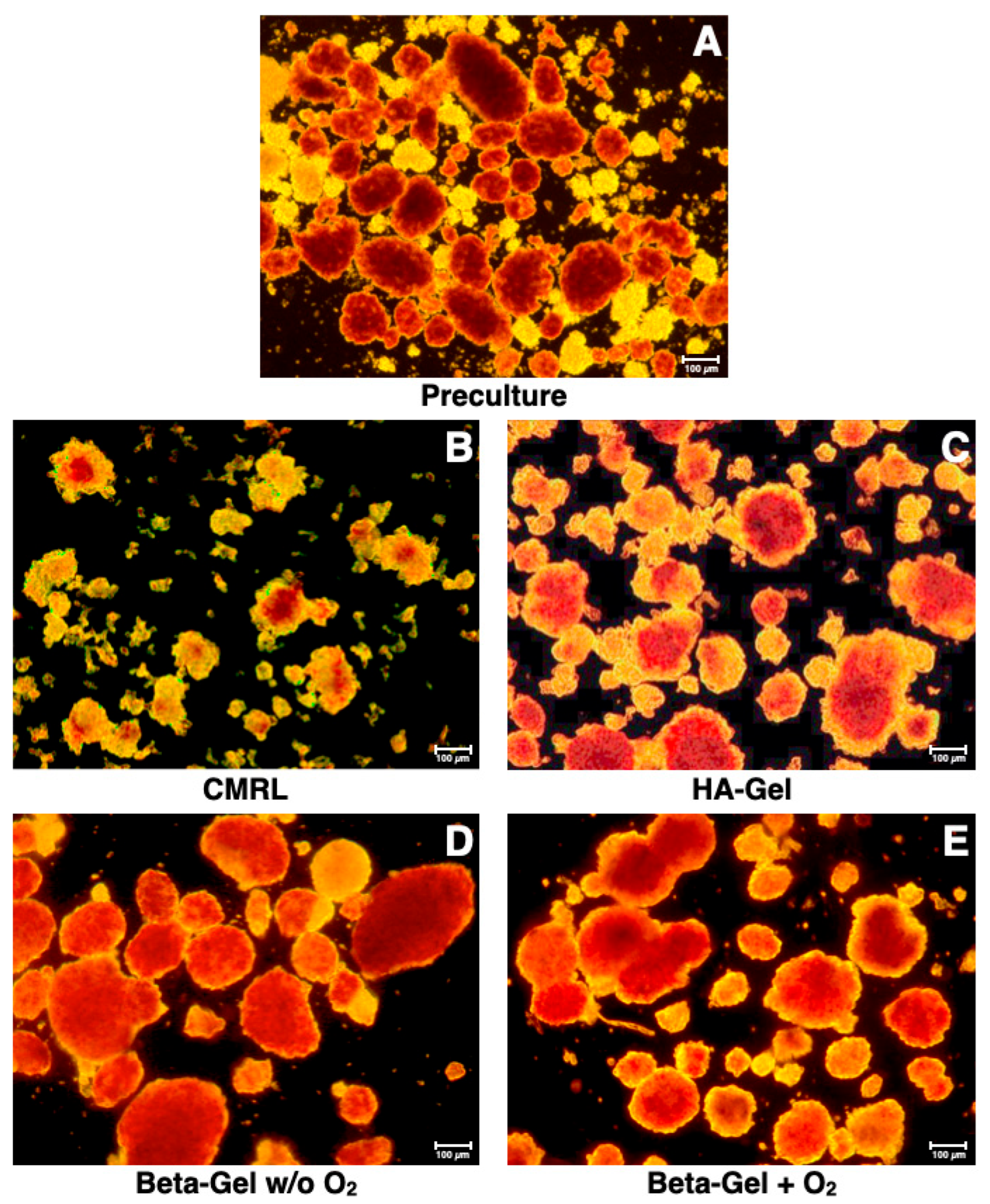 Bioengineering 13 00056 g004