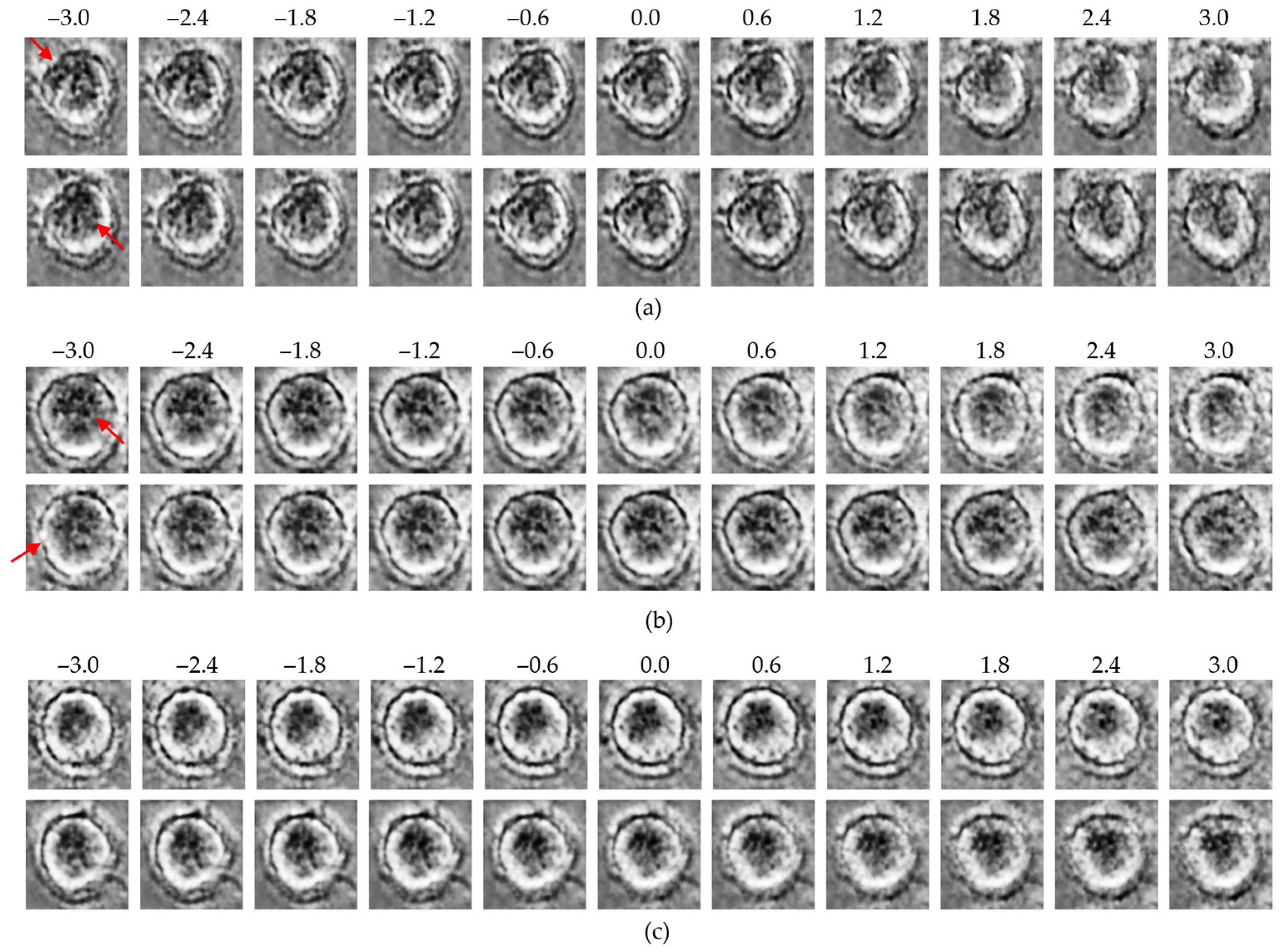 Bioengineering 13 00076 g007