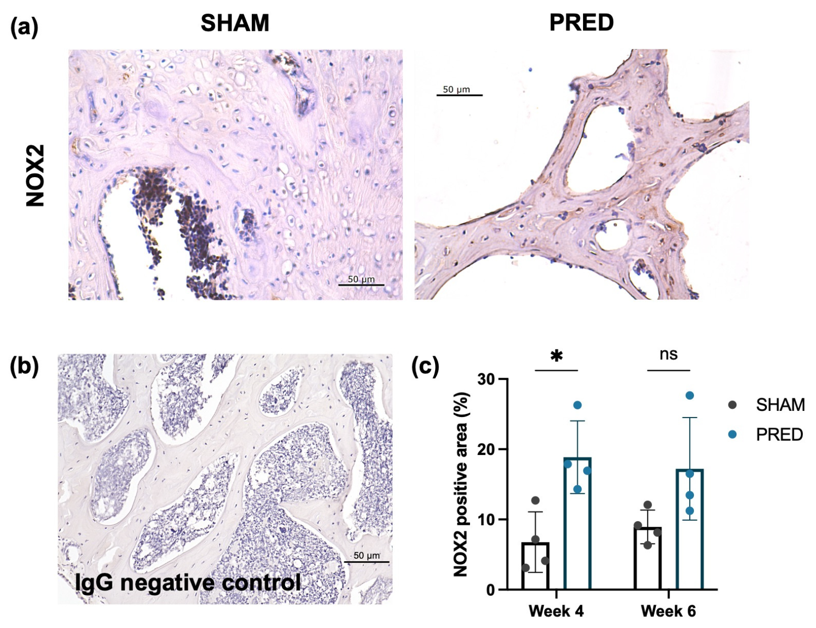 Bioengineering 13 00116 g004